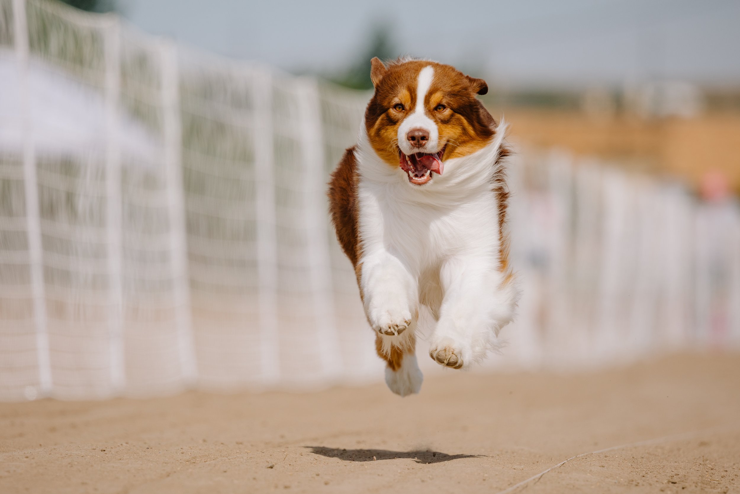 A red tri Australian Shepherd dog running Fast Cat FCAT on a sandy track during daytime.