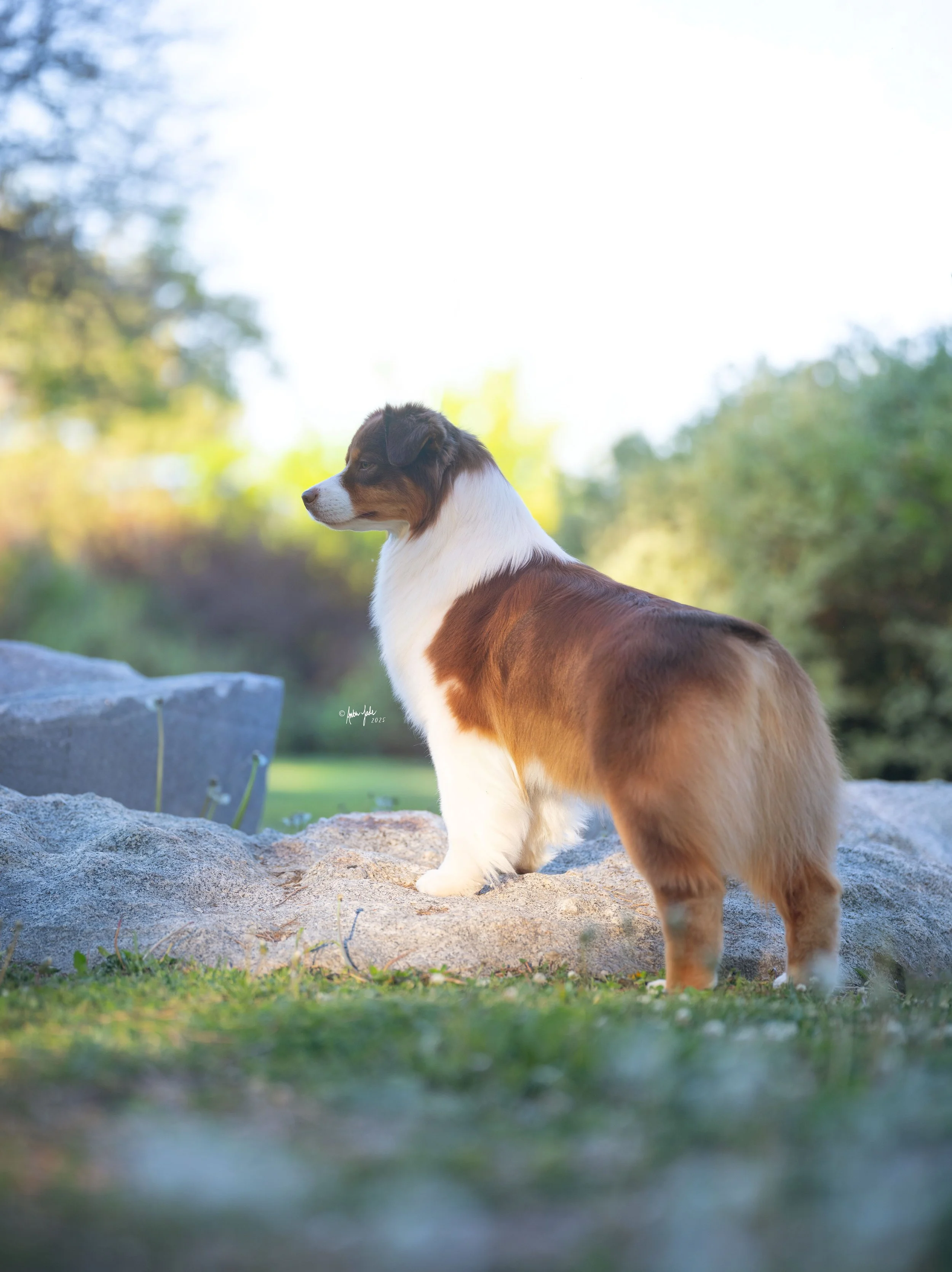 A red tri Australian Shepherd, standing on a large rock outdoors with a blurred green and sunny background at International Peace Gardens.
