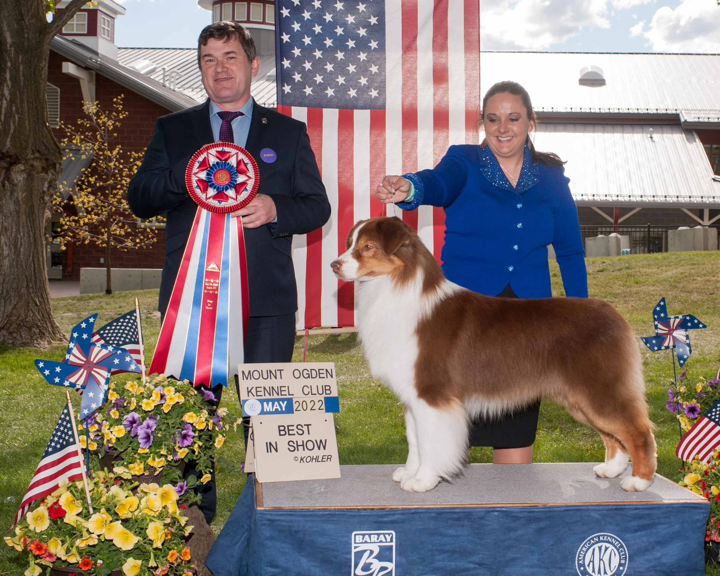 A dog show awards ceremony with a woman and a man holding a ribbon, standing next to a brown and white Australian Shepherd on a platform, with American flags, flowers, and an American flag backdrop, celebrating the dog winning Best in Show at the Mou