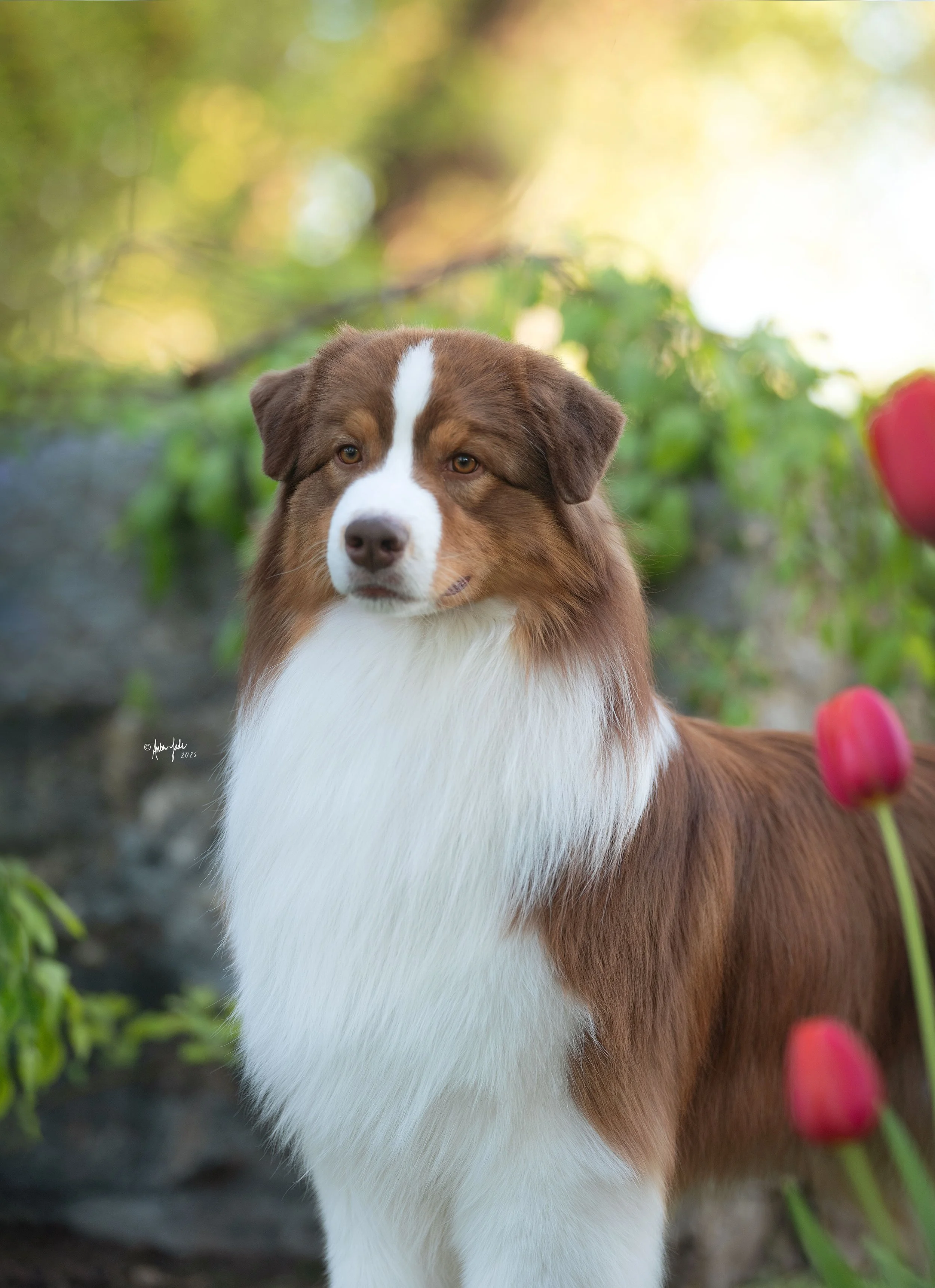 A red tri Australian Shepherd dog standing outdoors among green foliage and pink flowers at International Peace Gardens.