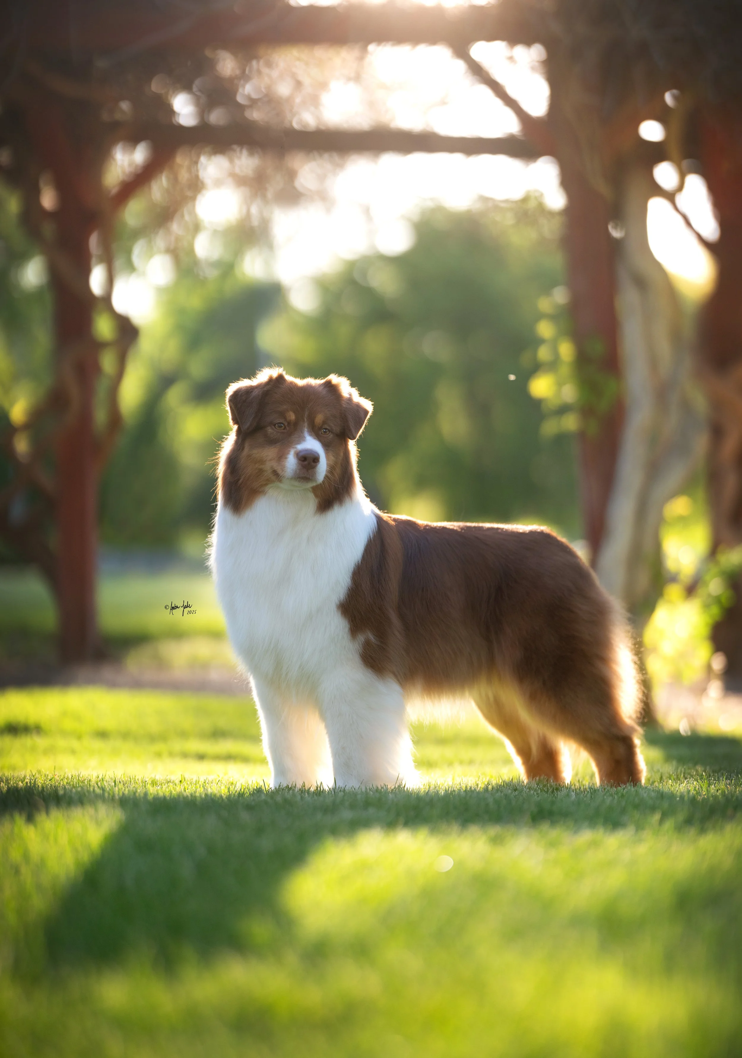 A pretty red tri Australian Shepherd dog standing on green grass in a park with trees and a sunny background at the International Peace Gardens.