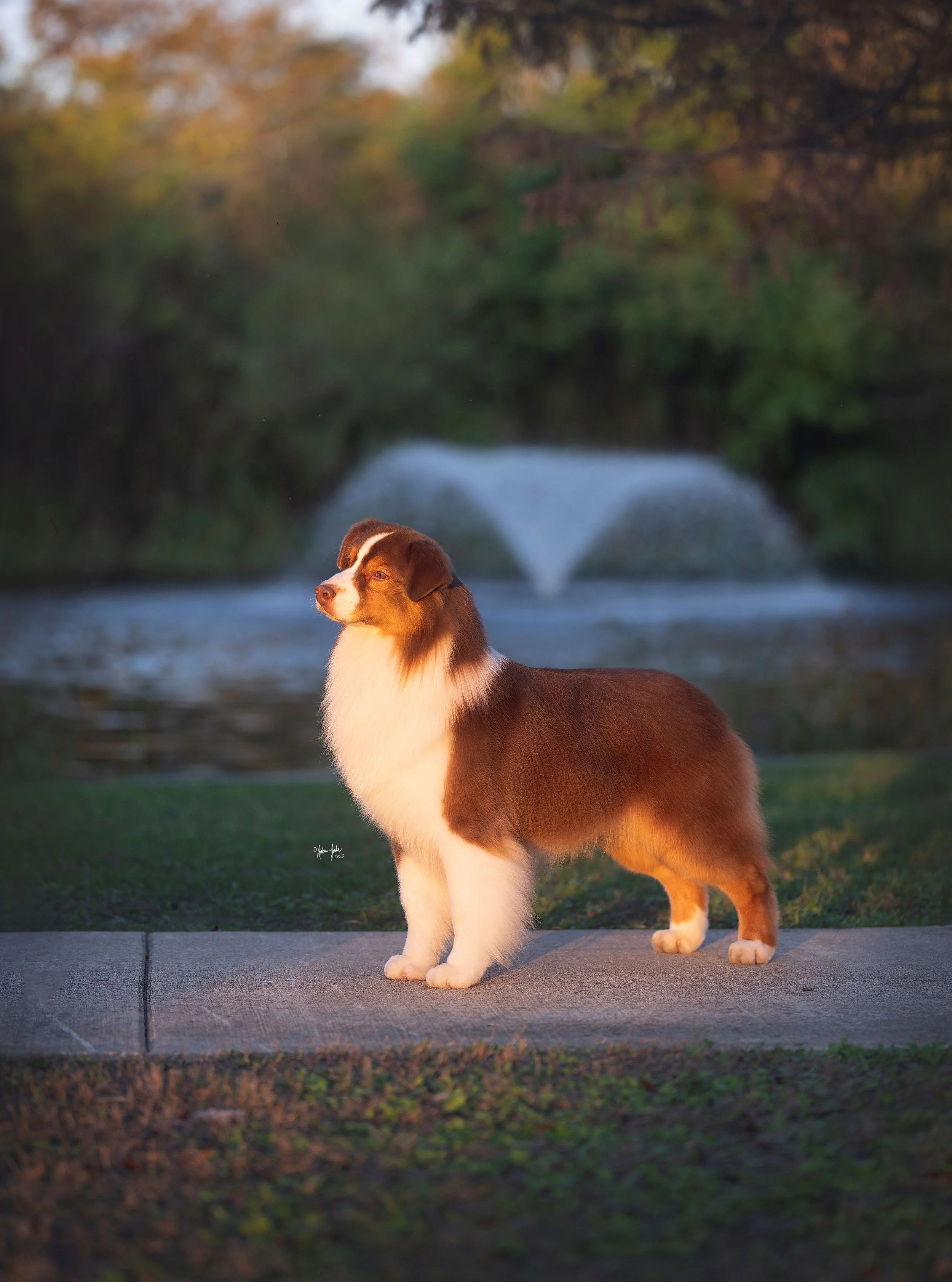 Australian Shepherd dog with brown, white, and tan coat, red tri standing on a sidewalk near a river with a fountain, surrounded by trees during sunset.