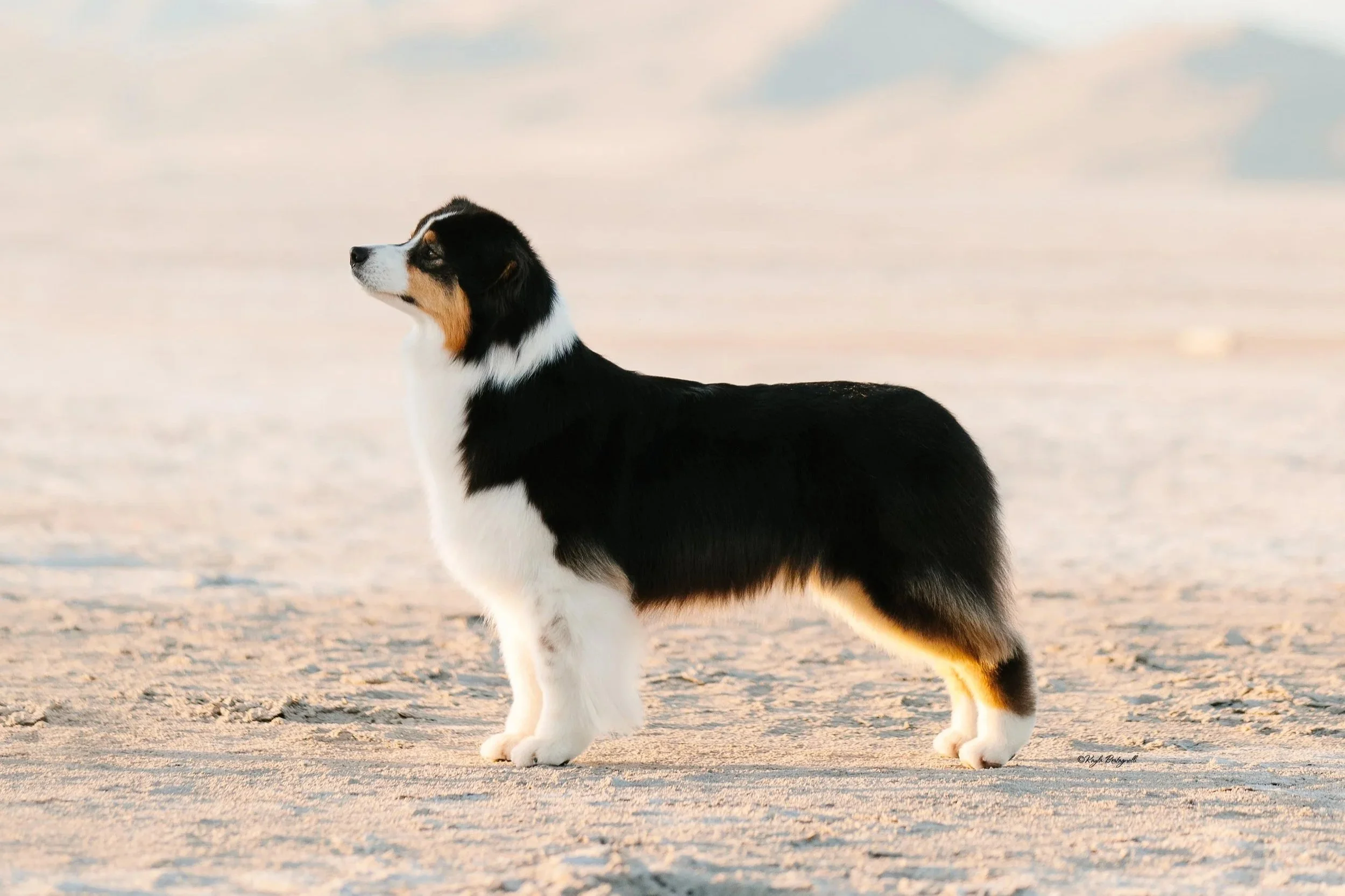 A black tri color Australian Shepherd dog standing on the salt flats in Utah.