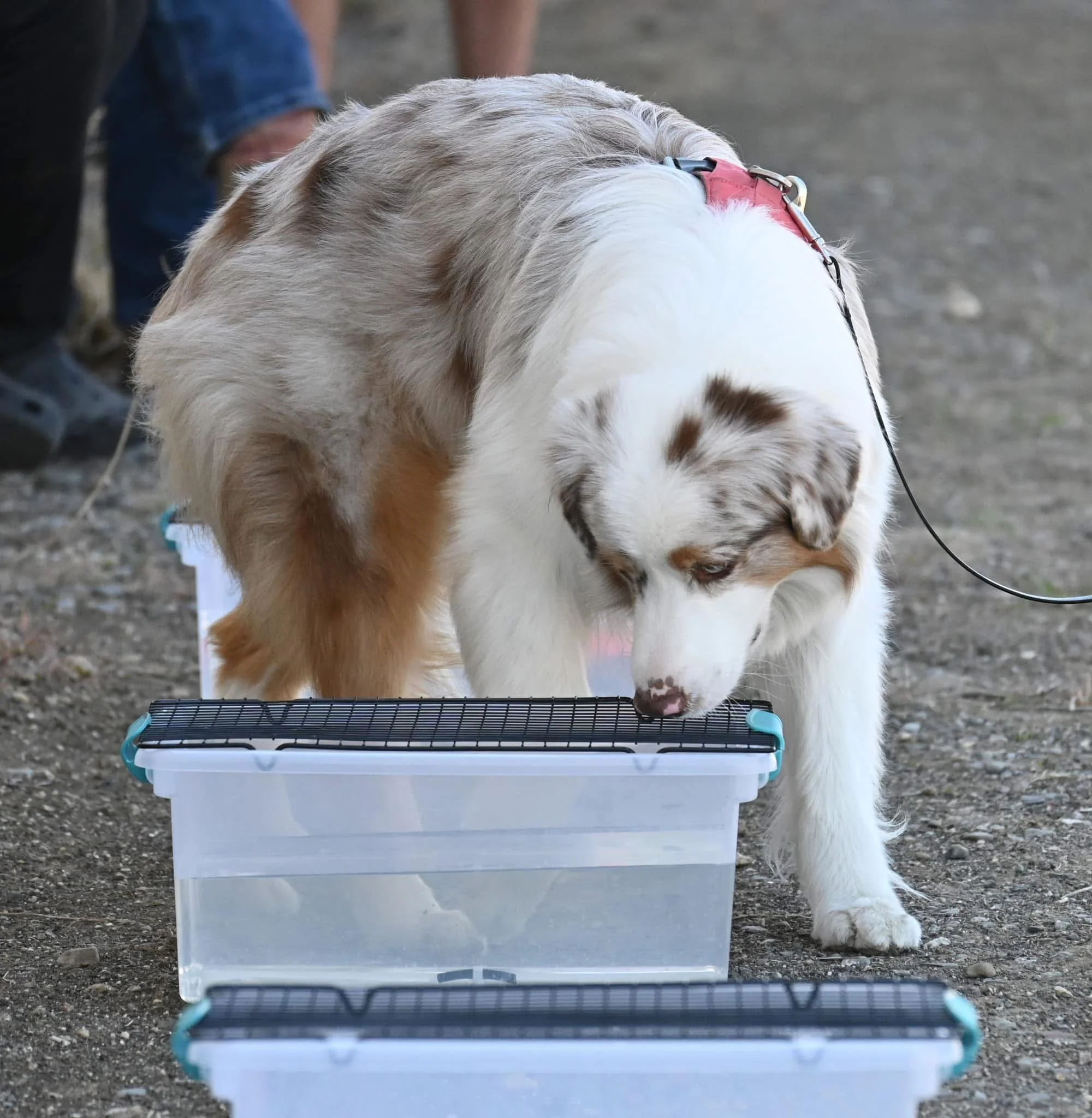 A red merle Australian Shepherd competing in scent work sniffing a plastic container outdoors.