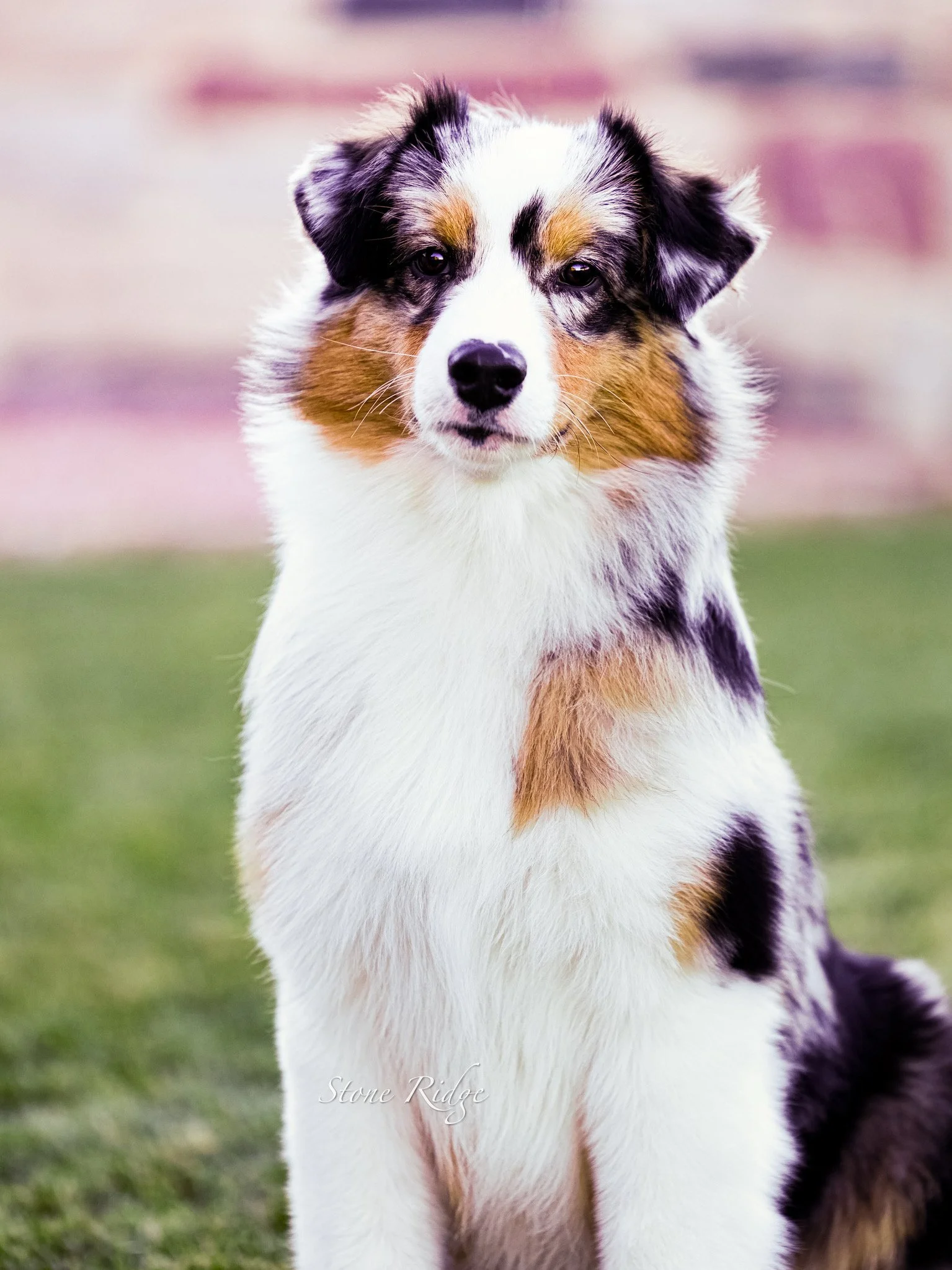 A stunning blue merle Australian Shepherd puppy sitting outdoors on grass, with a blurred stone wall in the background.