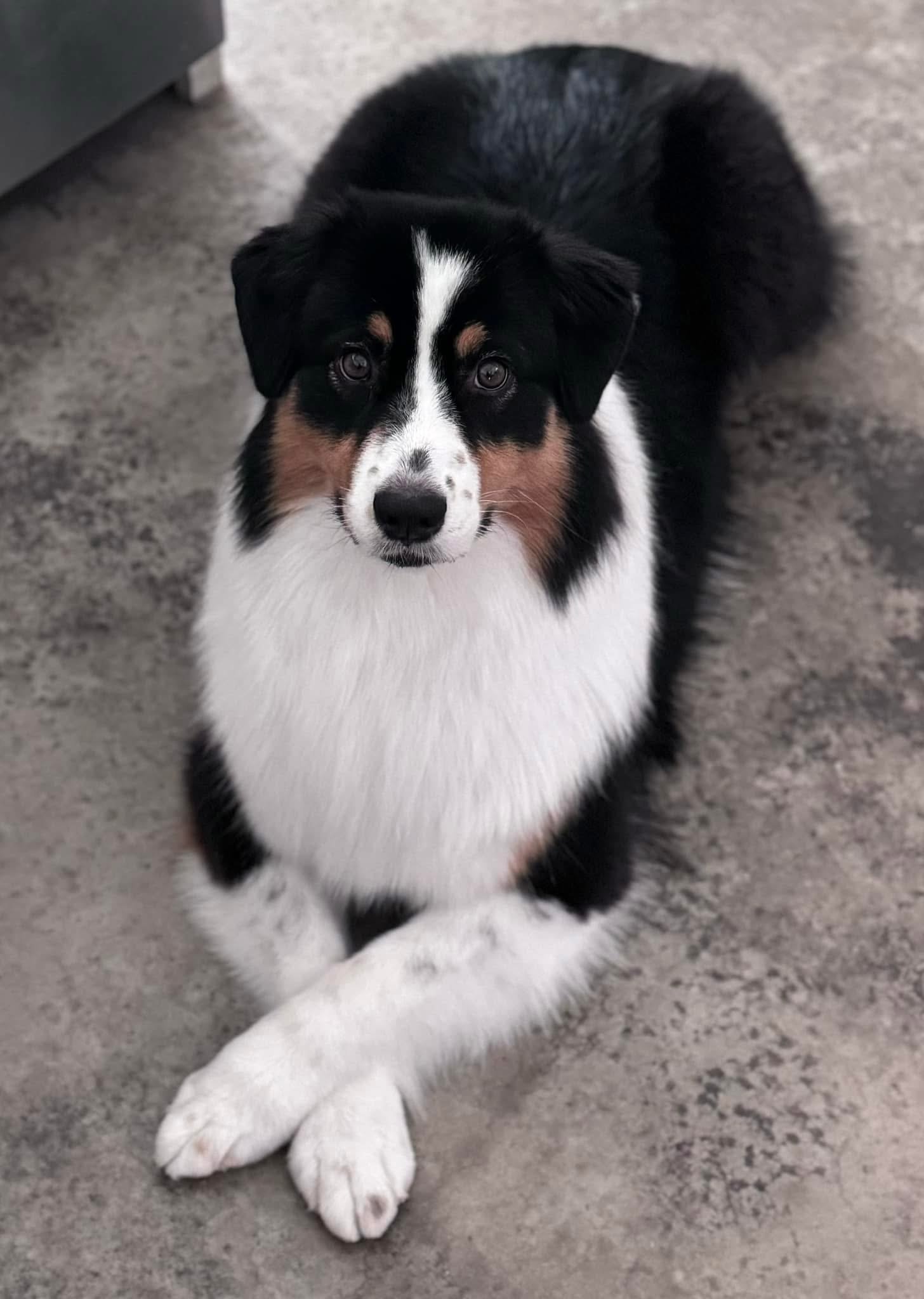 A black tri color Australian Shepherd dog with black, white, and tan fur, sitting on a concrete floor and looking up at the camera.