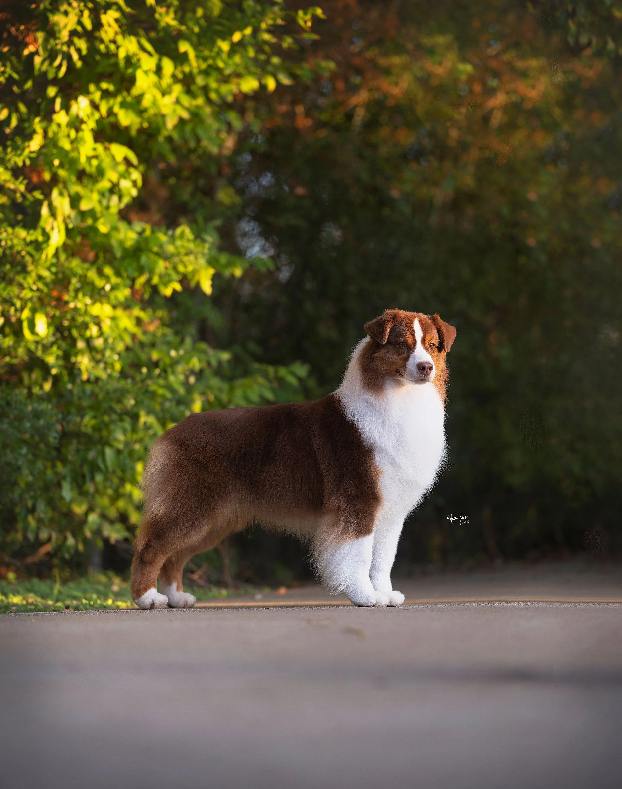 A red tri aussie, Australian Shepherd dog standing on pavement with green trees in the background.