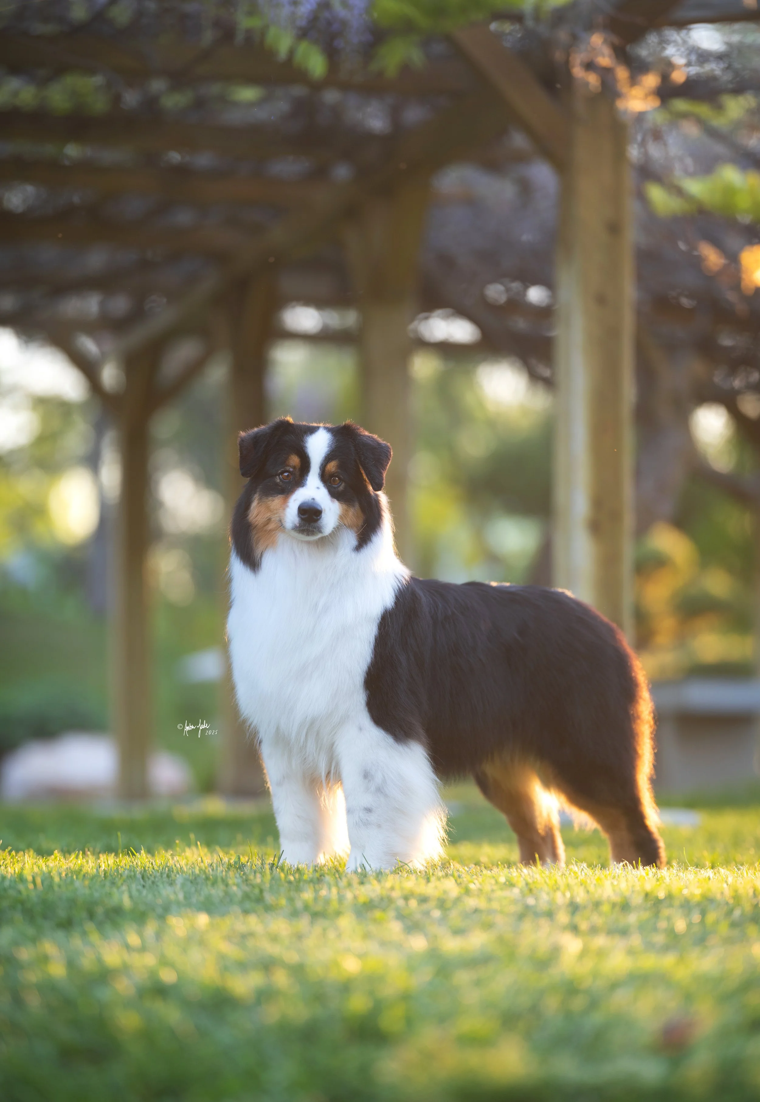 Red Tri Australian Shepherd puppy standing on grass in a park with trees in the background during sunset at International Peace Gardens.
