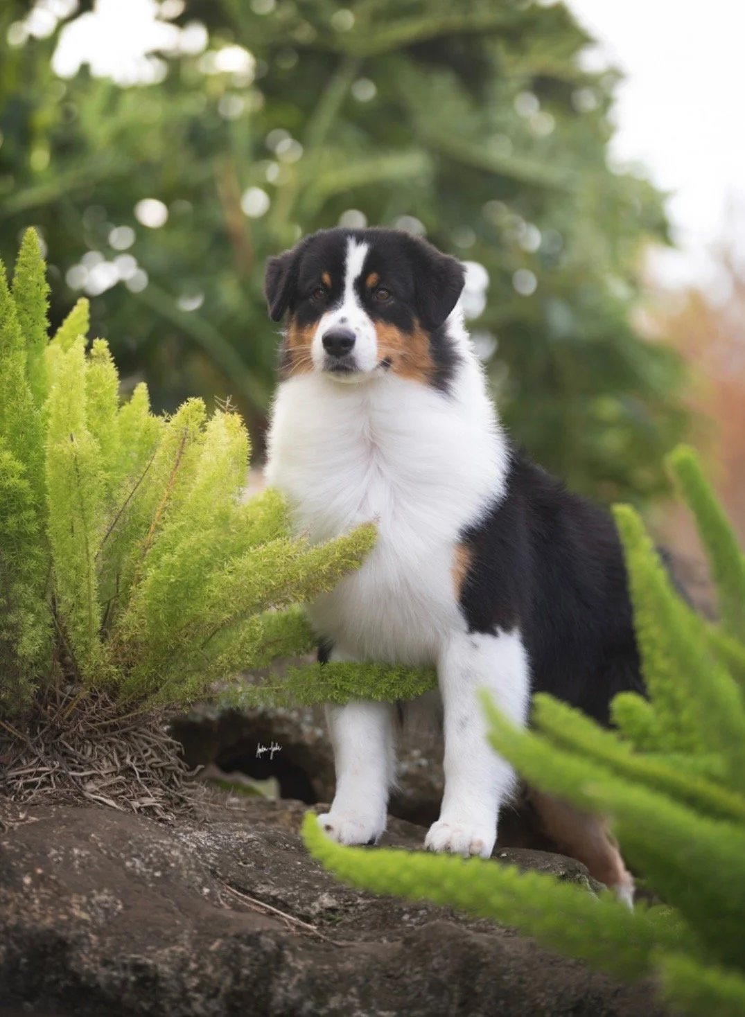 A black tri color Australian Shepherd puppy sitting outdoors on a rock with green plants around, with a blurred natural background.