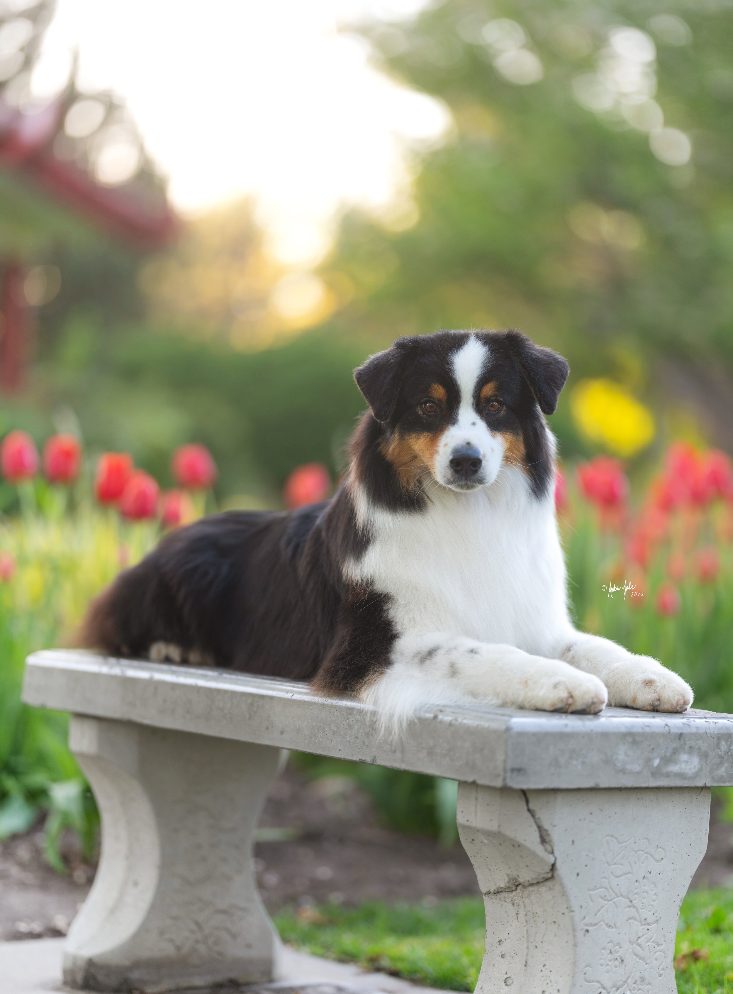 A black, white, and tan black tri Australian Shepherd dog lying on a stone bench at International Peace Gardens in a garden with pink tulips and green foliage in the background.