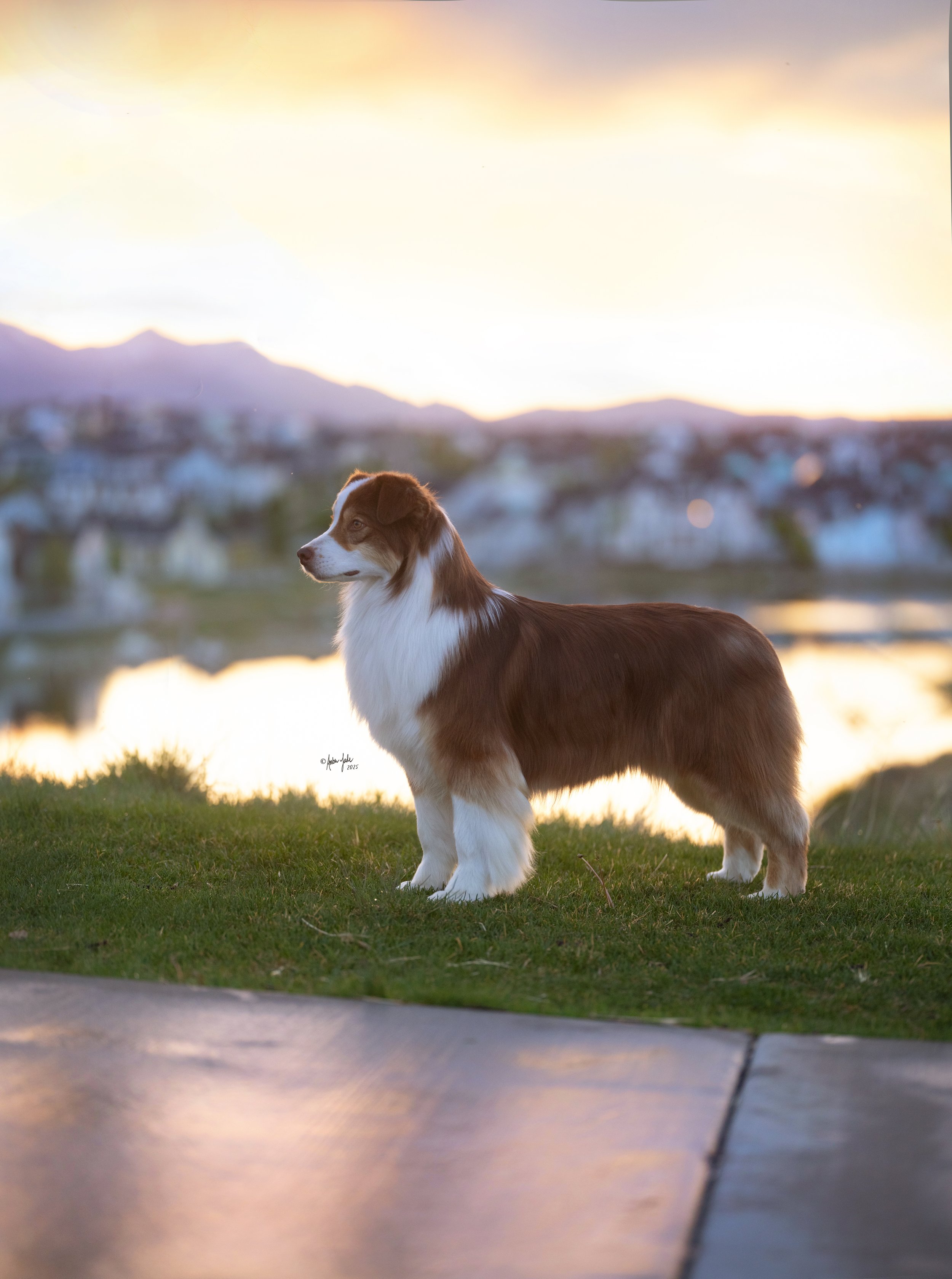 A red tri Australian Shepherd dog standing on a grassy patch at Daybreak Lake in Utah during sunset, with mountains and a body of water in the background.