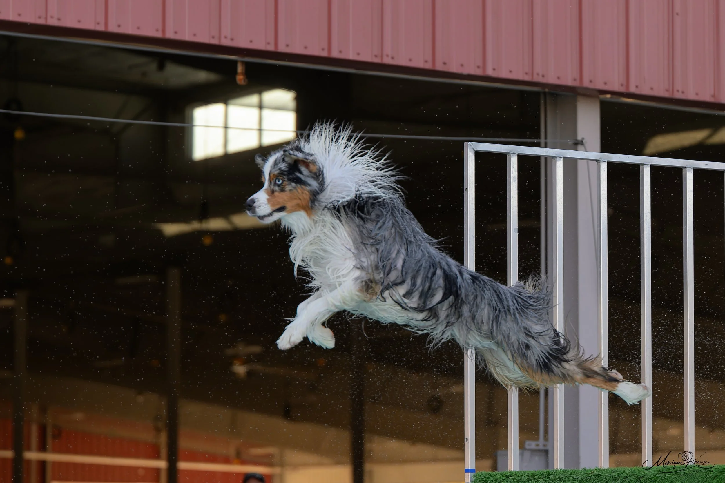 A blue merle Australian Shepherd dog jumping into water at an outdoor dock diving event.