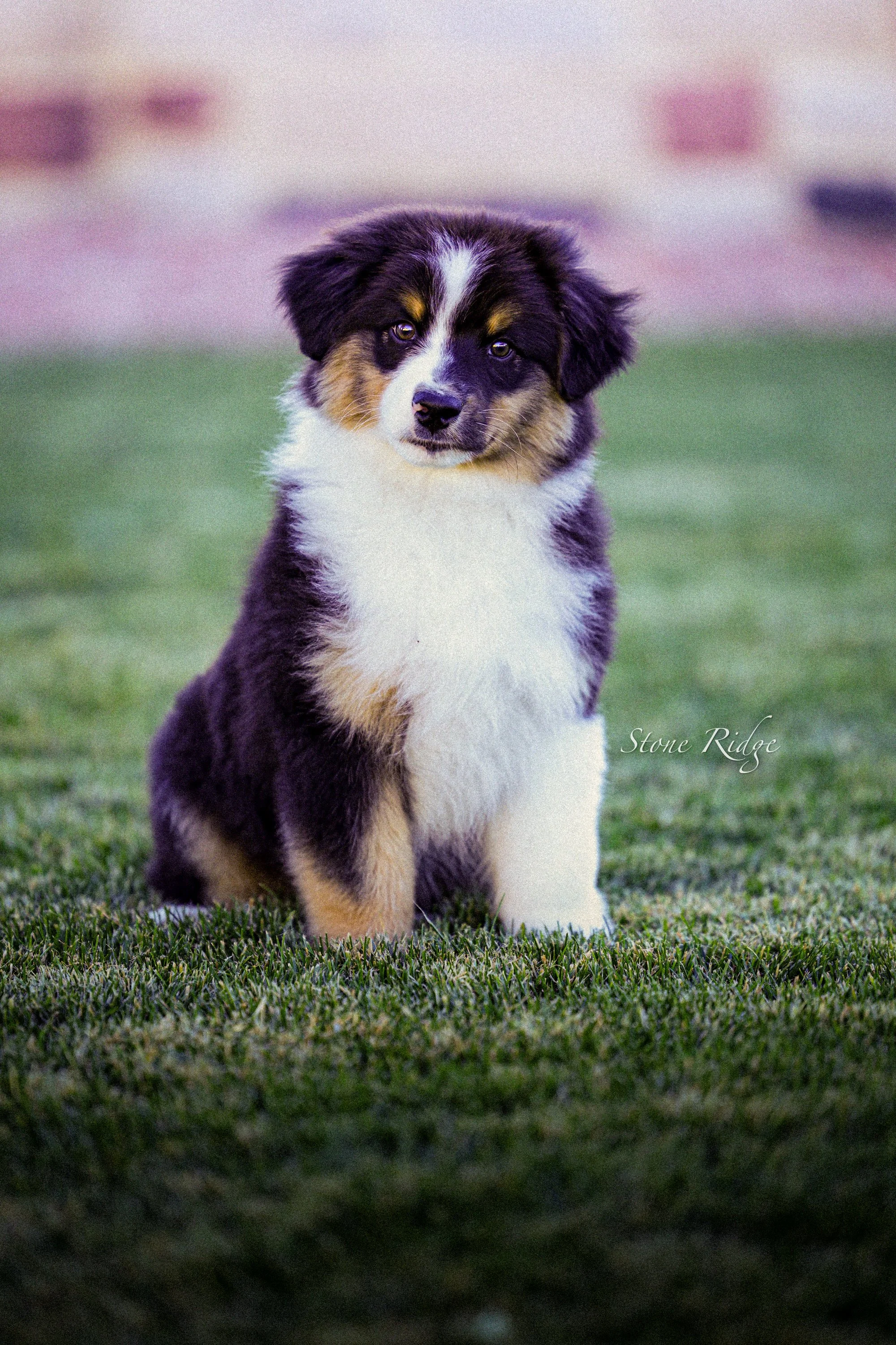 A cute black tri Australian Shepherd puppy with black, white, and tan fur sitting on green grass in a field.