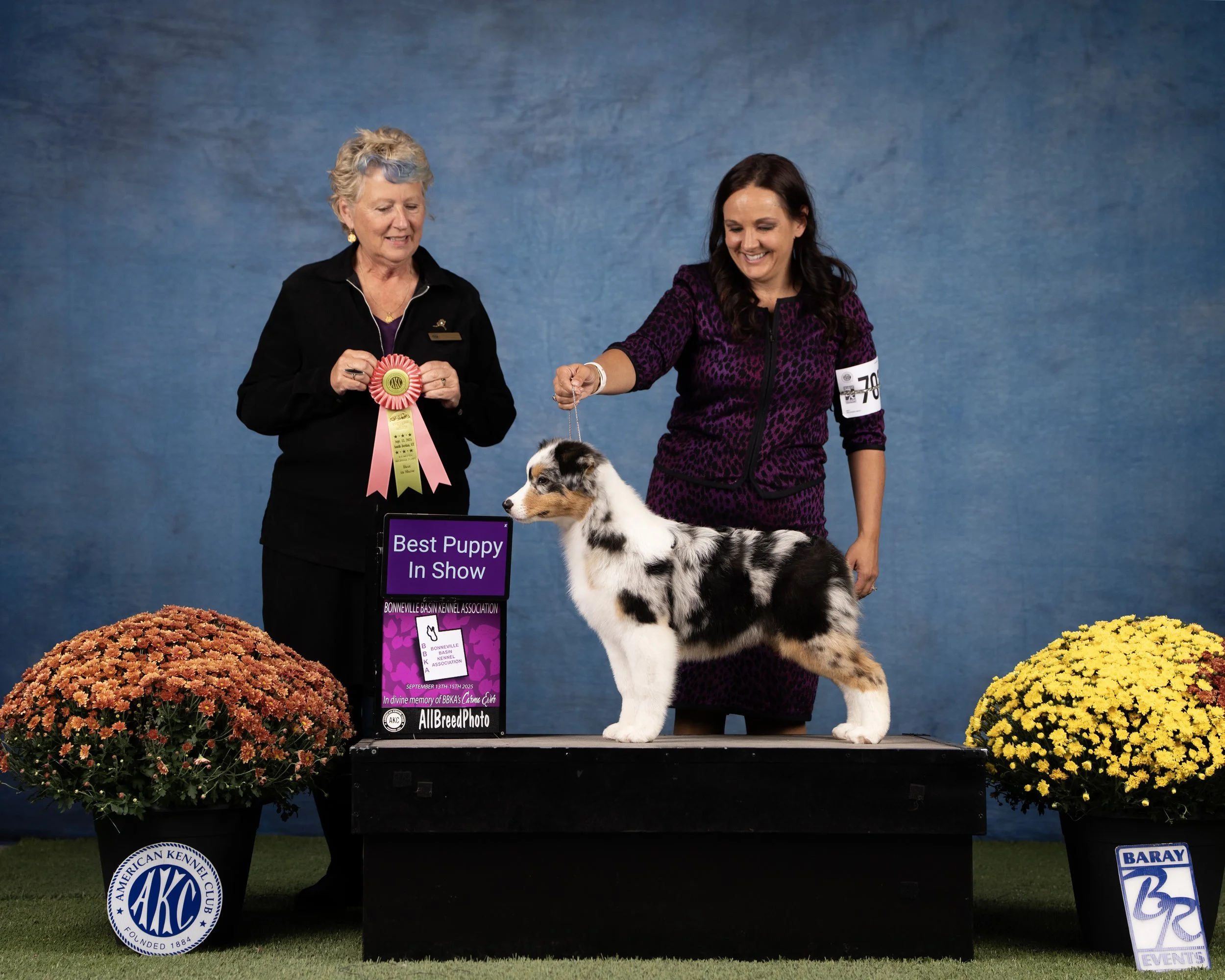 AusBIS11107571 copy.jpg