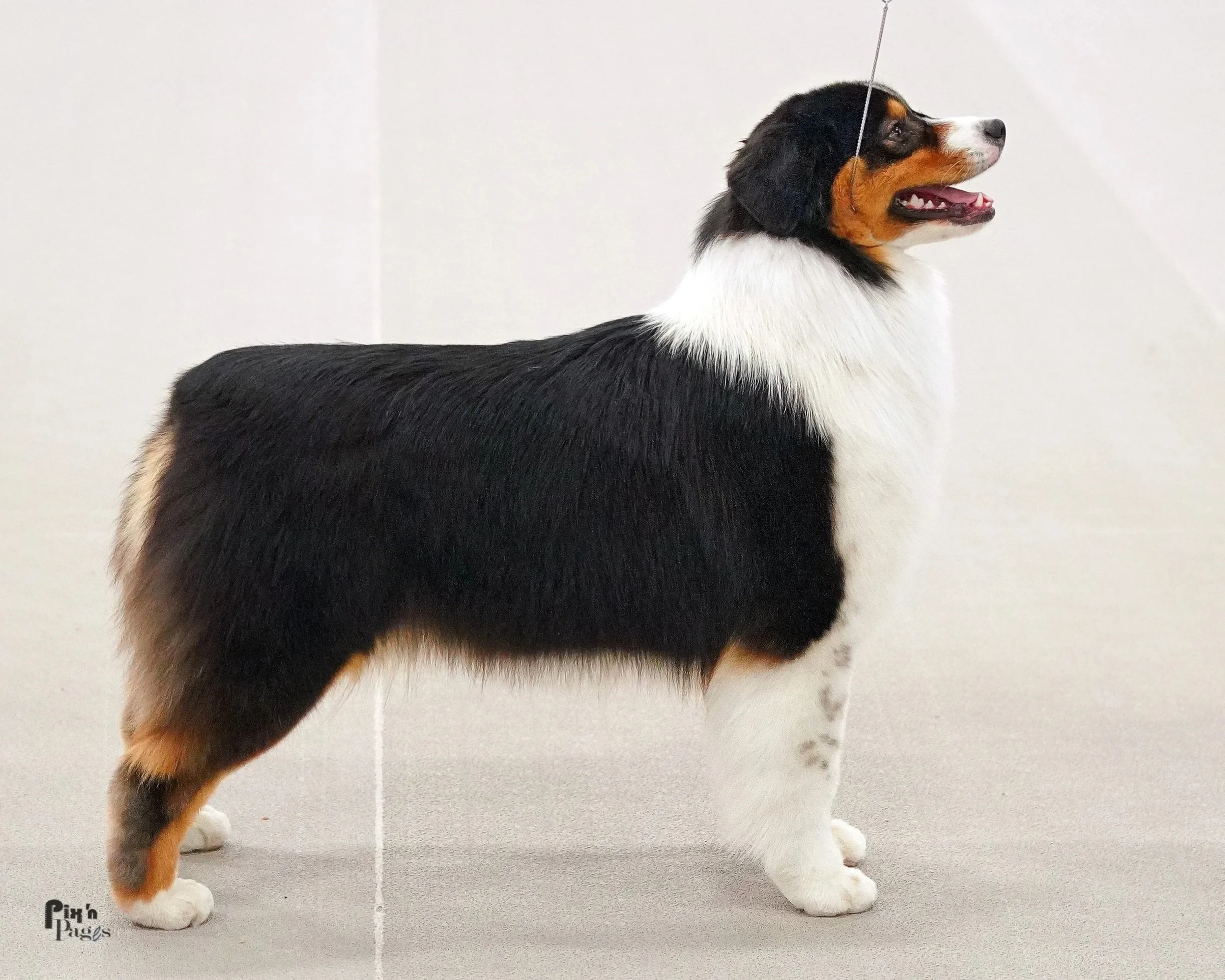 A black tri Australian Shepherd dog standing on a gray surface in a neutral-colored room, looking to the right with a leash attached to its collar.