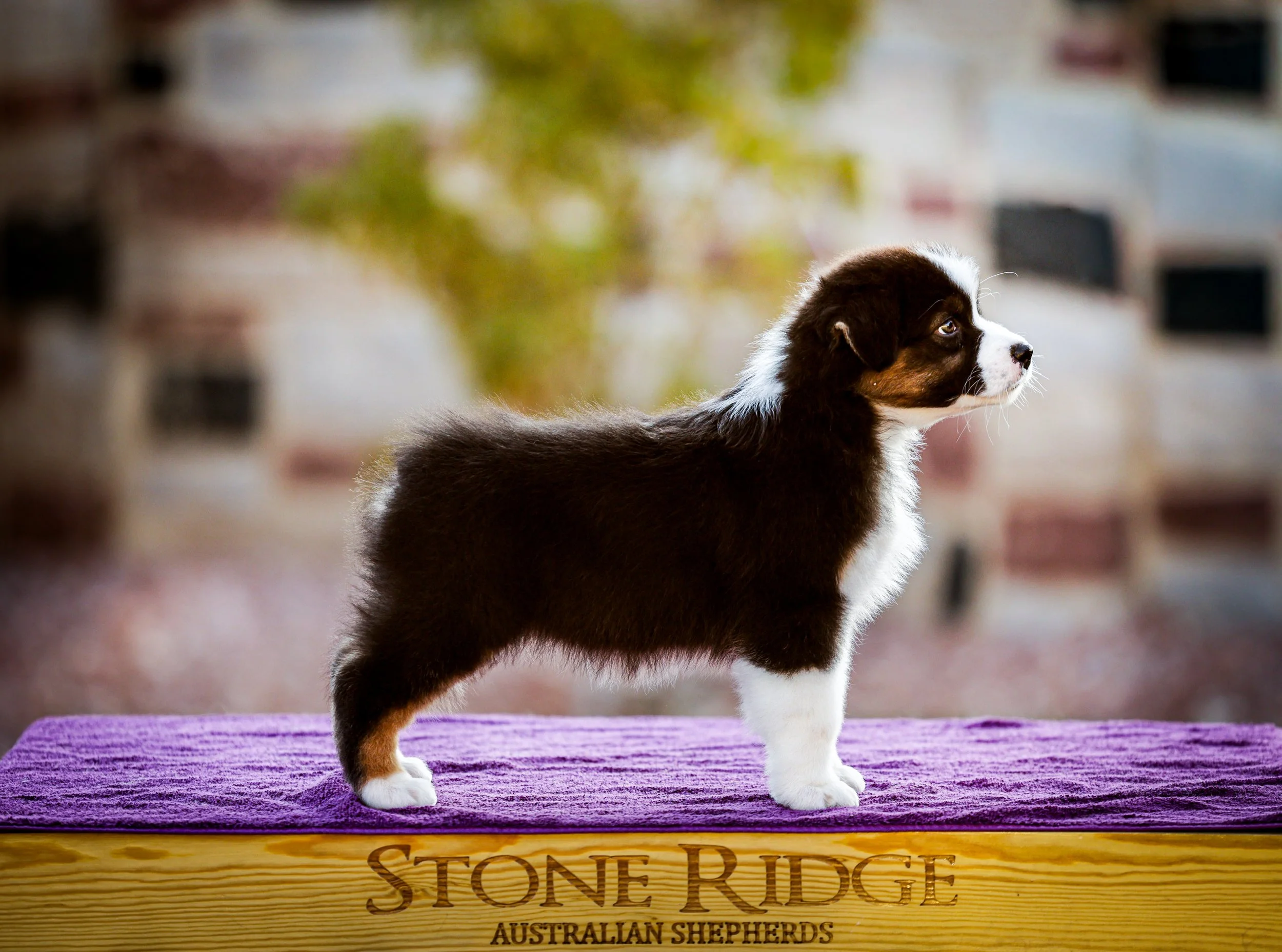 A young black tri Australian Shepherd puppy standing on a purple textured surface outdoors, with a blurred background of trees and buildings.