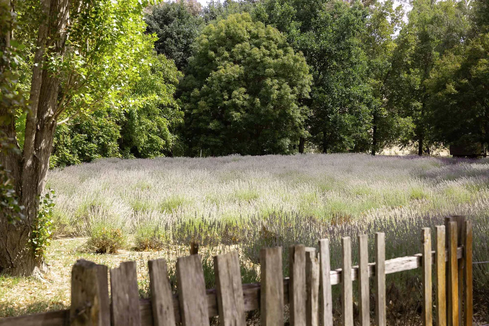 Lavandula Swiss Italian Farm Open Days