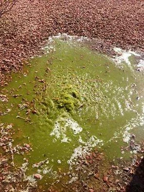 What comes out during a green pool cleanup&hellip; 🤢🟢

This isn&rsquo;t a swamp &mdash; it&rsquo;s the water being flushed out during a backwash from a severely algae-filled pool.

When a pool turns green, the filter ends up trapping huge amounts o