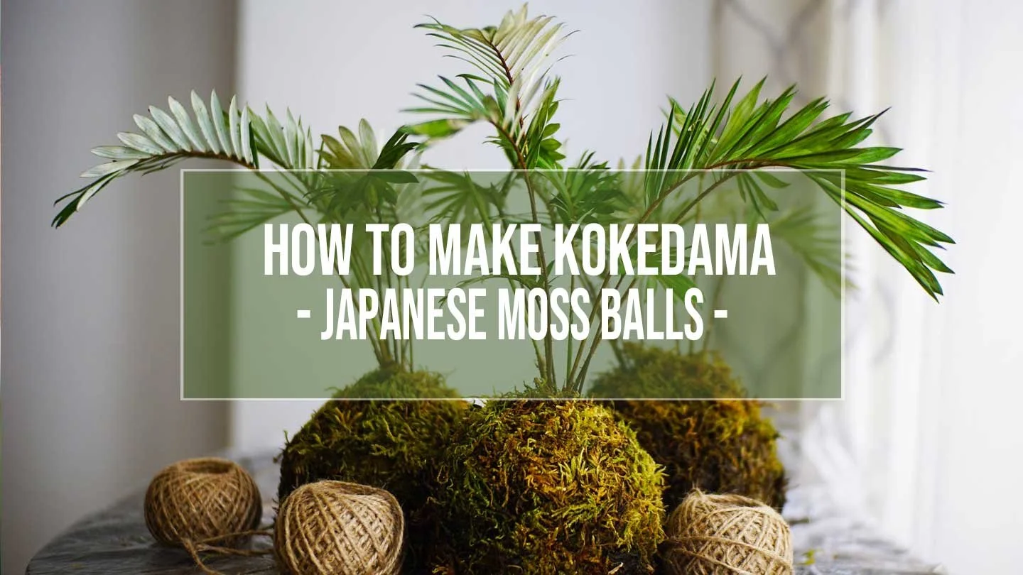 kokedama-fi.jpg