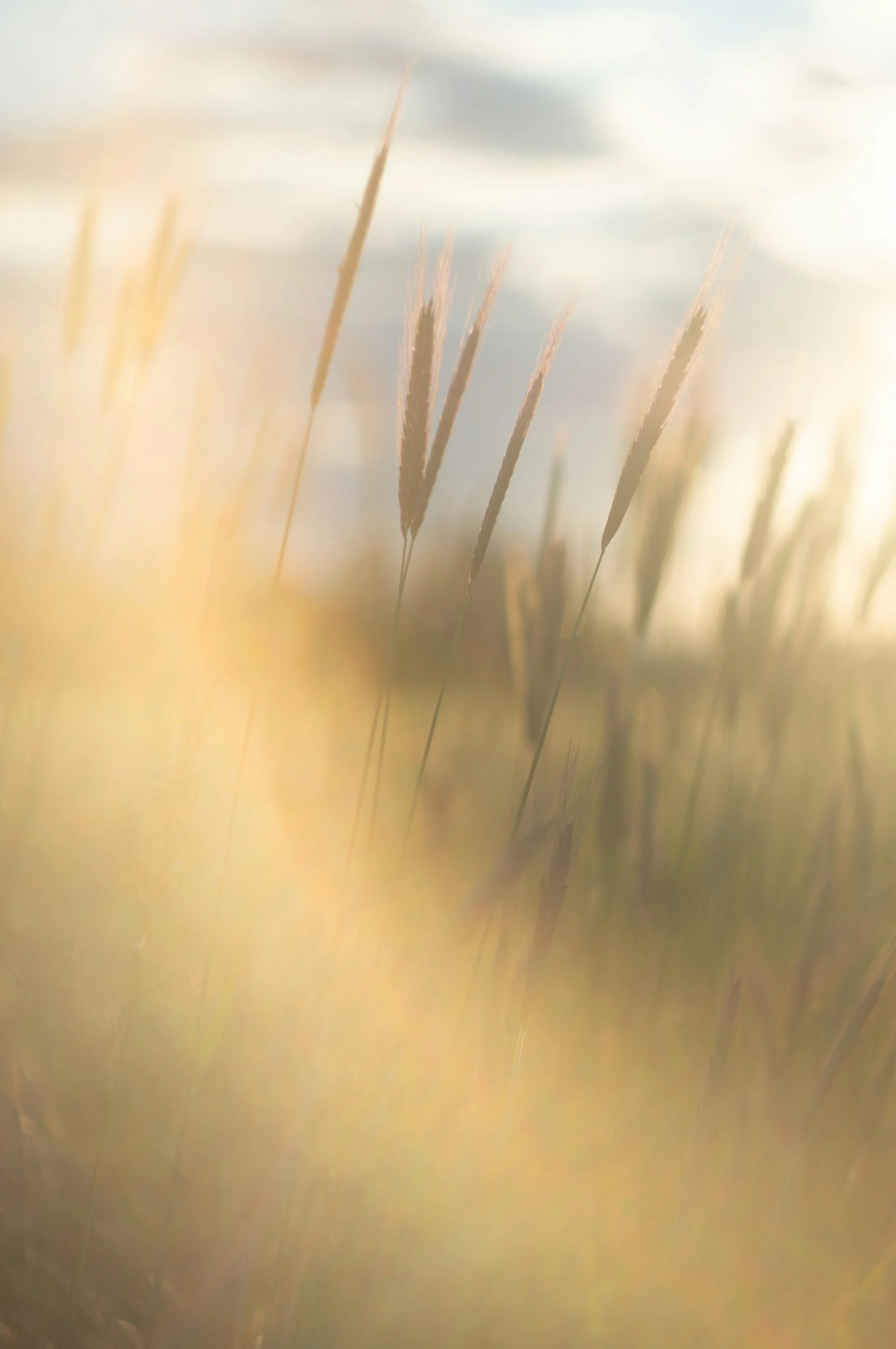Aura Cleansing & Cord Cutting