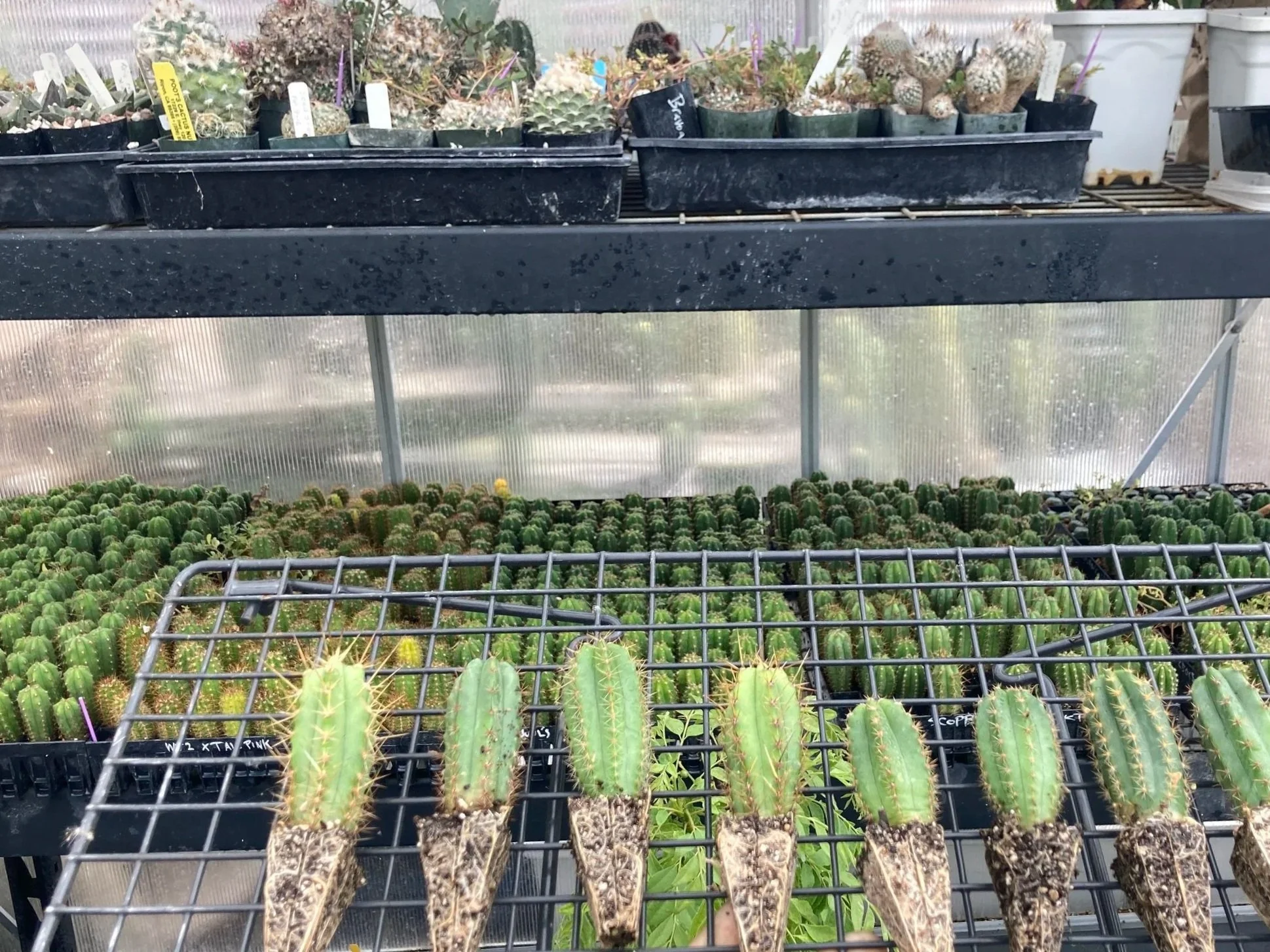 Oakland Garden Club meeting: cactus breeding