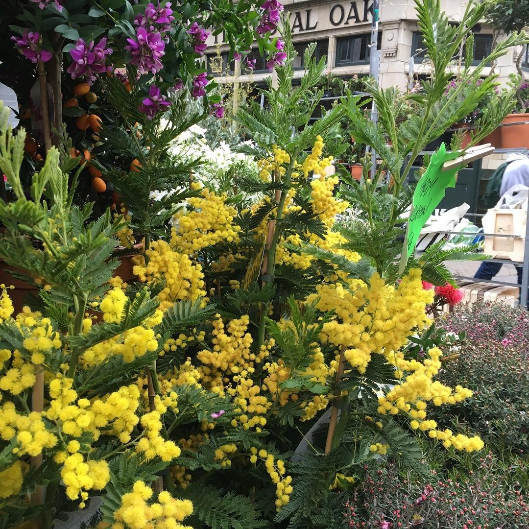 Gorgeous blooms at Columbia Road Flower Market!  No better way to start a Sunday.