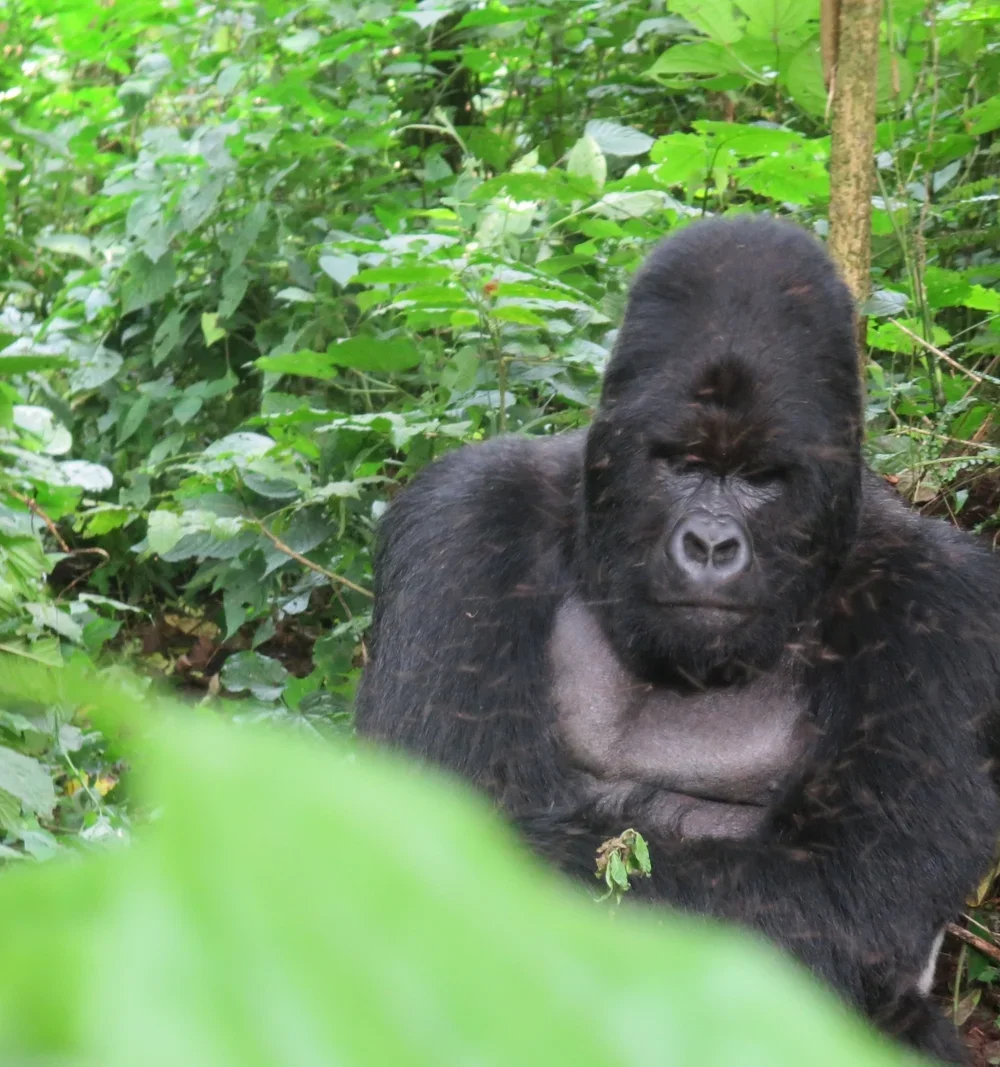A large mountain gorilla sitting among green foliage, with its arms crossed over its chest, in a lush jungle environment.