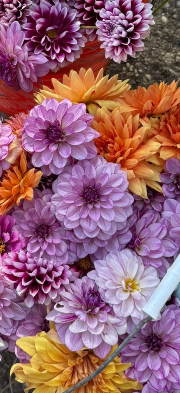 NOID Lilac Dahlia Tuber