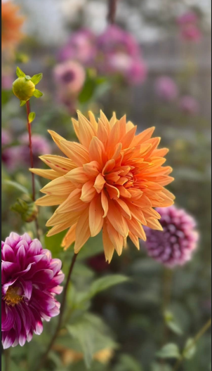 Unknown Name Orange Tuber