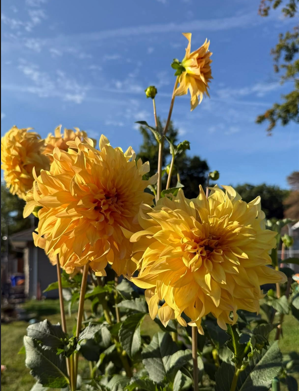 Wyns Moonlight Sonata Tuber