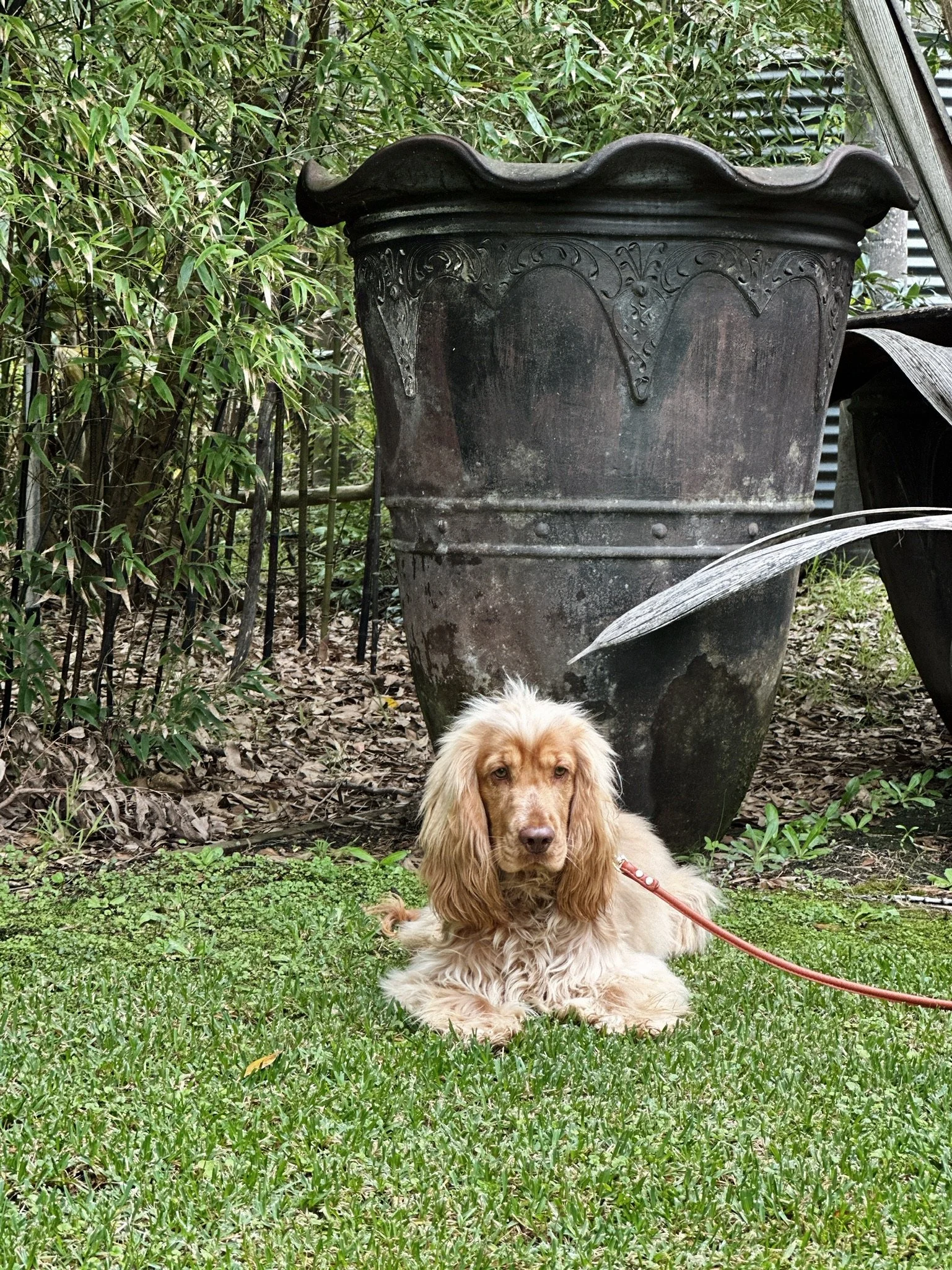 A dog on a lead in the grounds of Leaves and Fishes Hunter Valley