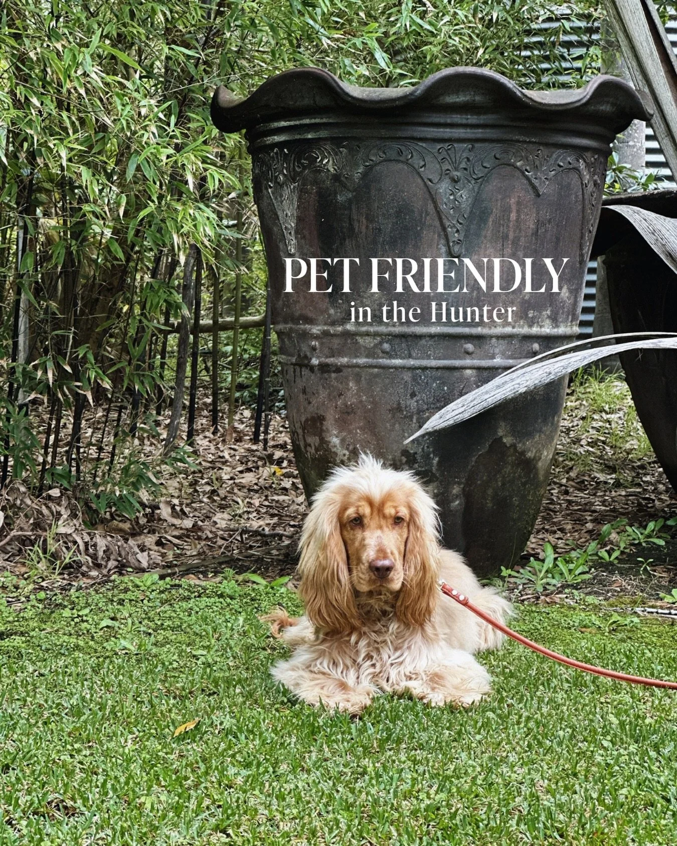 Pet-friendly in the Hunter? 🐾

We&rsquo;re so excited to now welcome well-behaved pups in our Boathouse 1 accommodation. To make your stay even better, we&rsquo;re putting together our go-to list of dog-friendly cellar doors, restaurants and local s