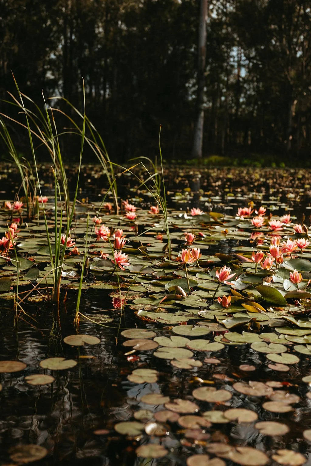 A pond with pink water lilies and green lily pads, surrounded by tall grasses and trees in the background at Leaves and Fishes