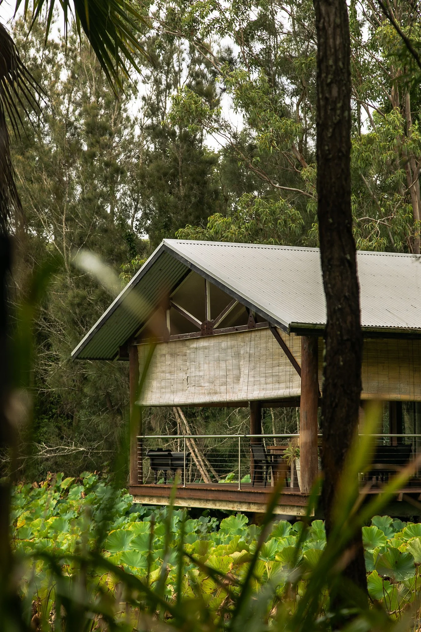 A modern cabin is elevated on a deck above a pond filled with green lotus leaves, surrounded by trees and lush vegetation at Leaves and Fishes