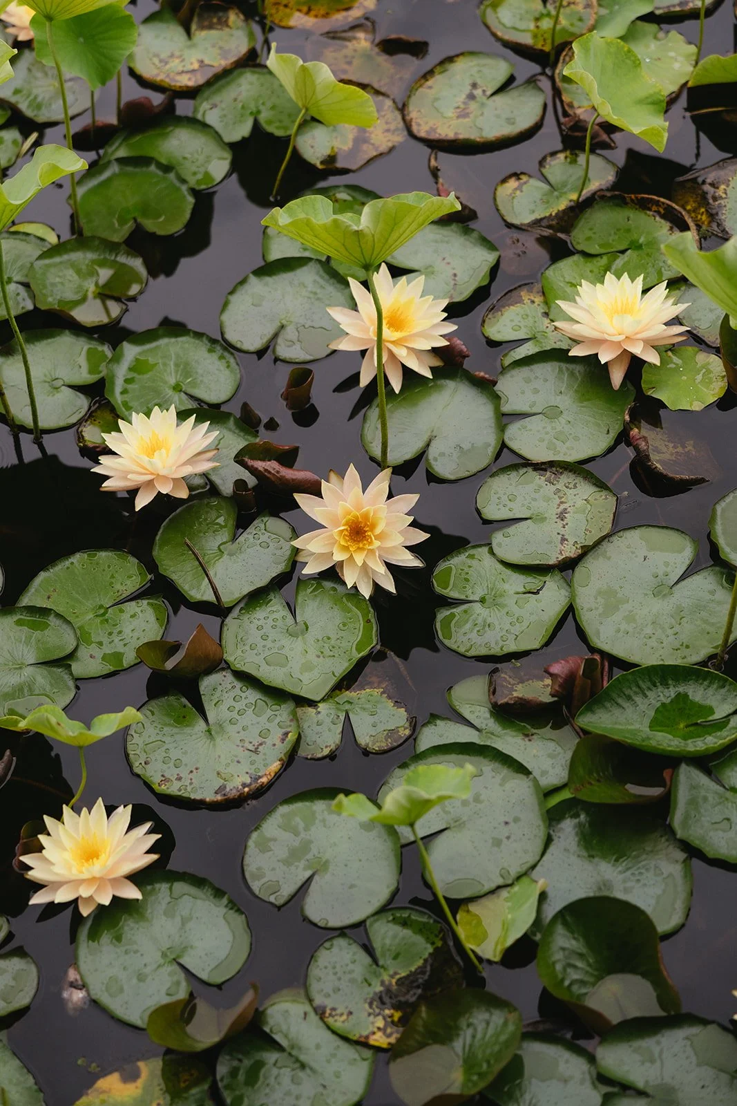 Yellow water lilies with green lily pads floating on a pond at Leaves and Fishes