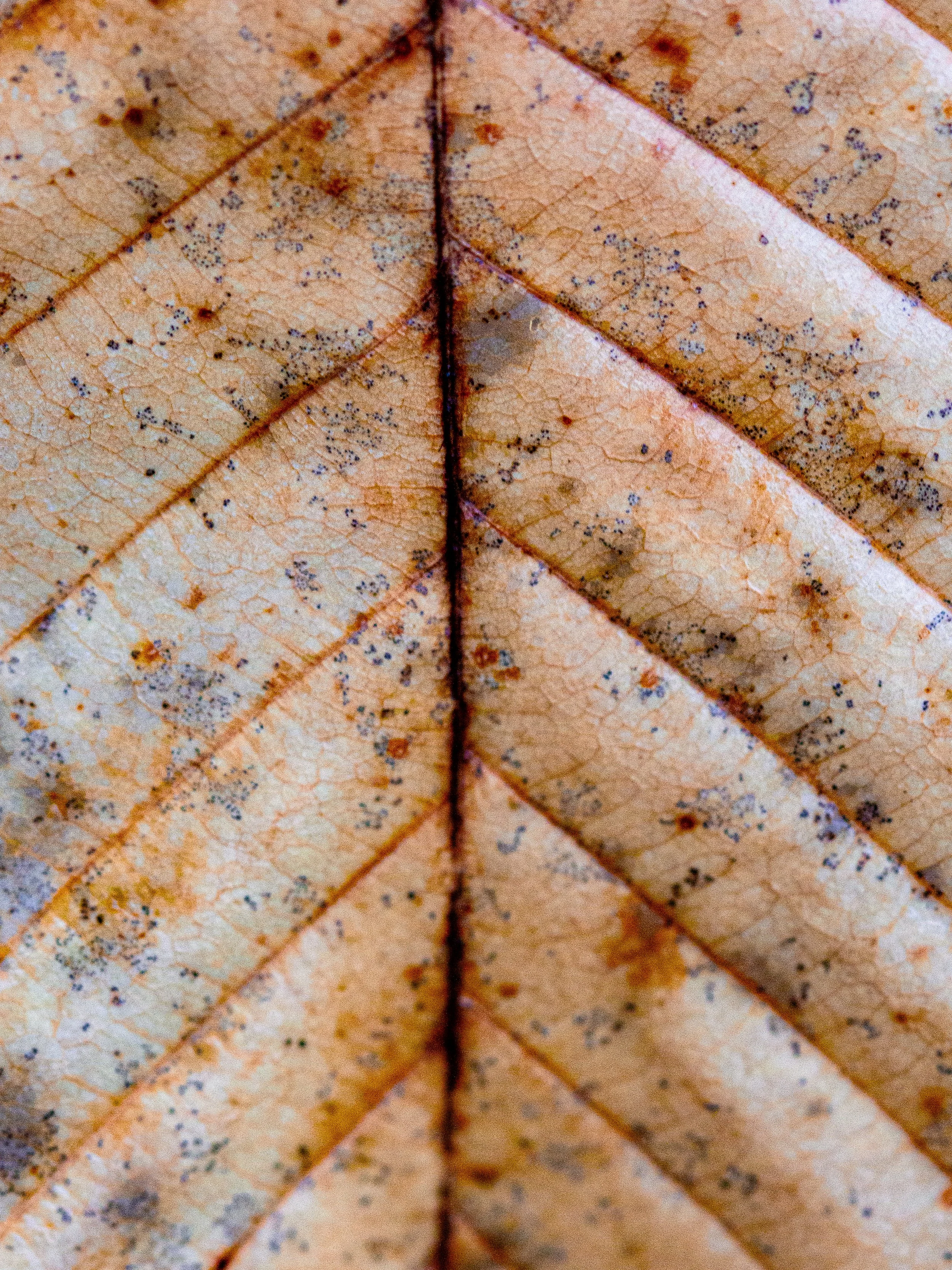 Leaf-1.jpg