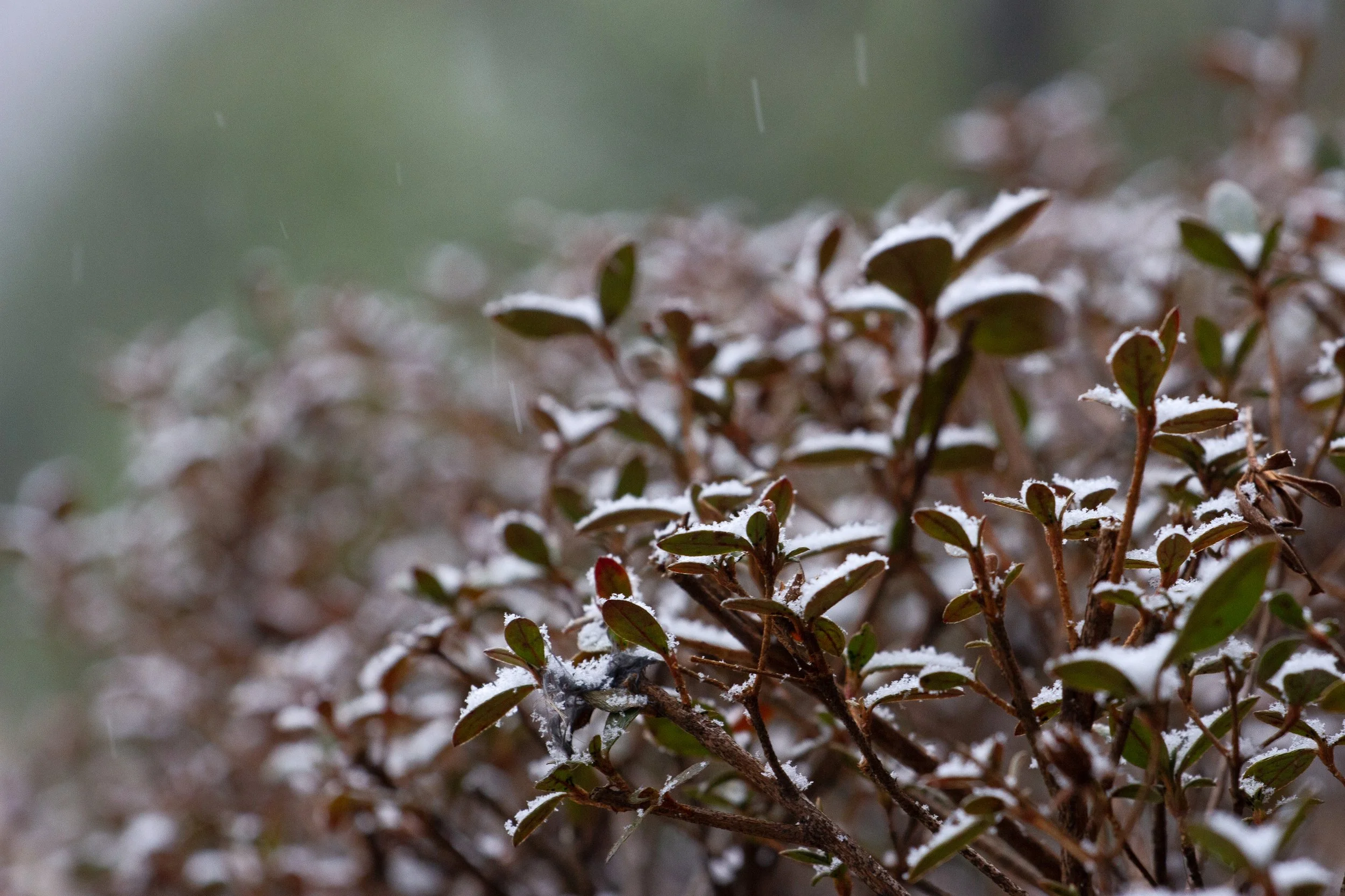 Bush-1.jpg