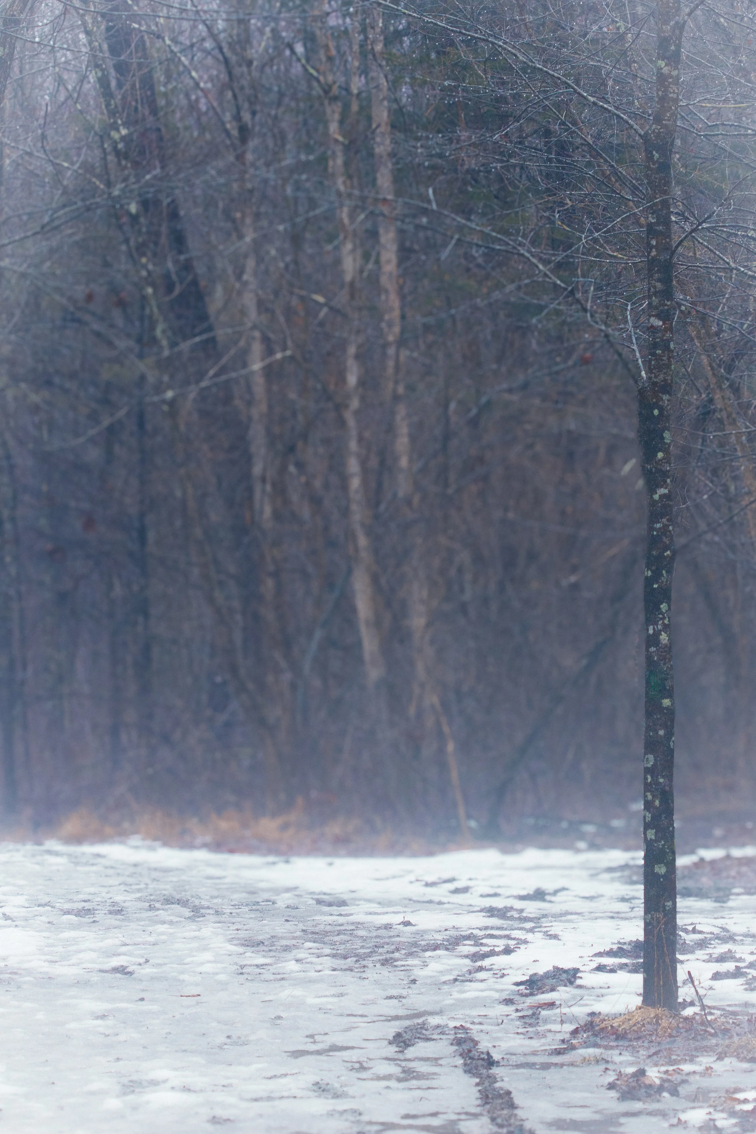 TreeFog-1.jpg