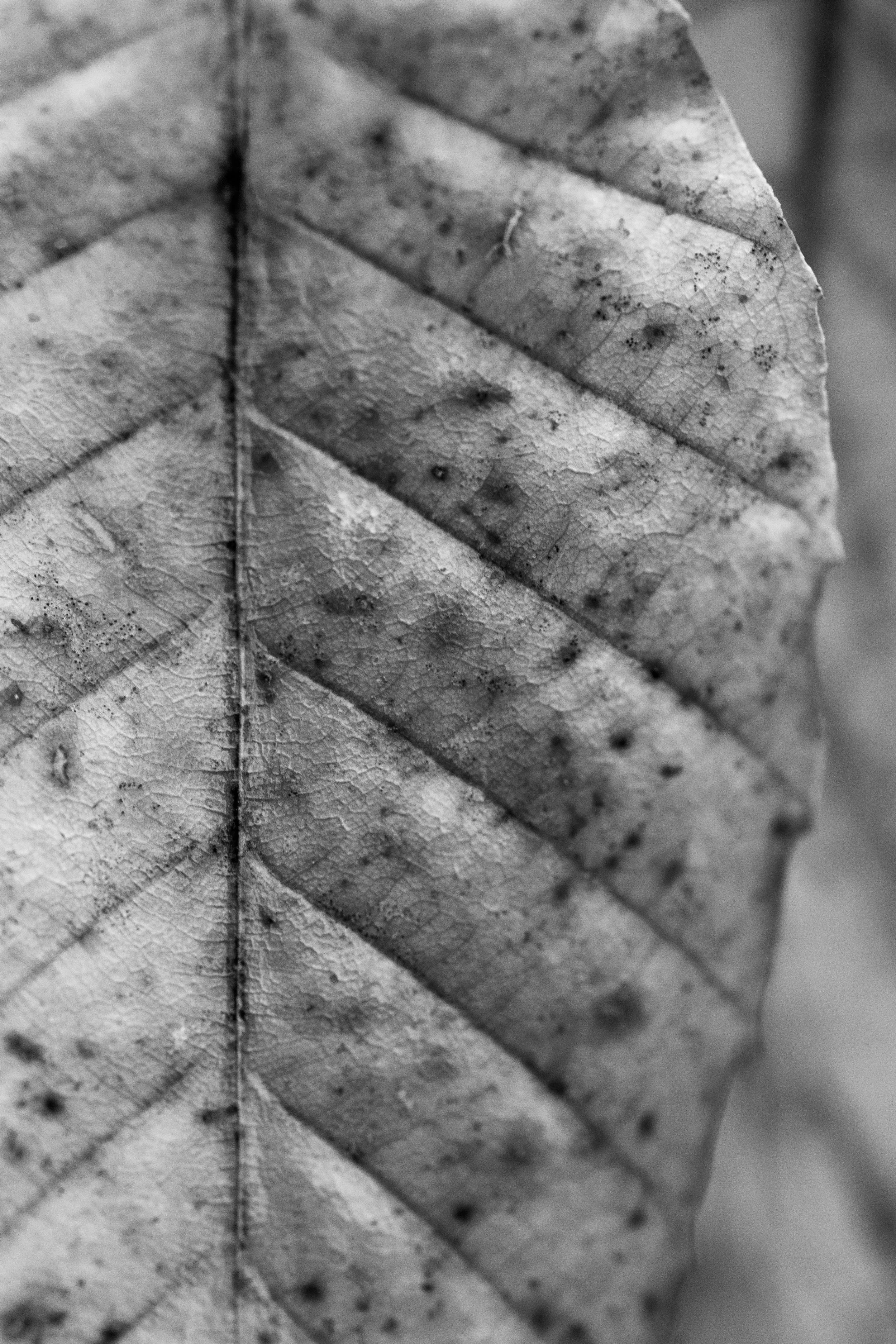 Leaf-2.jpg
