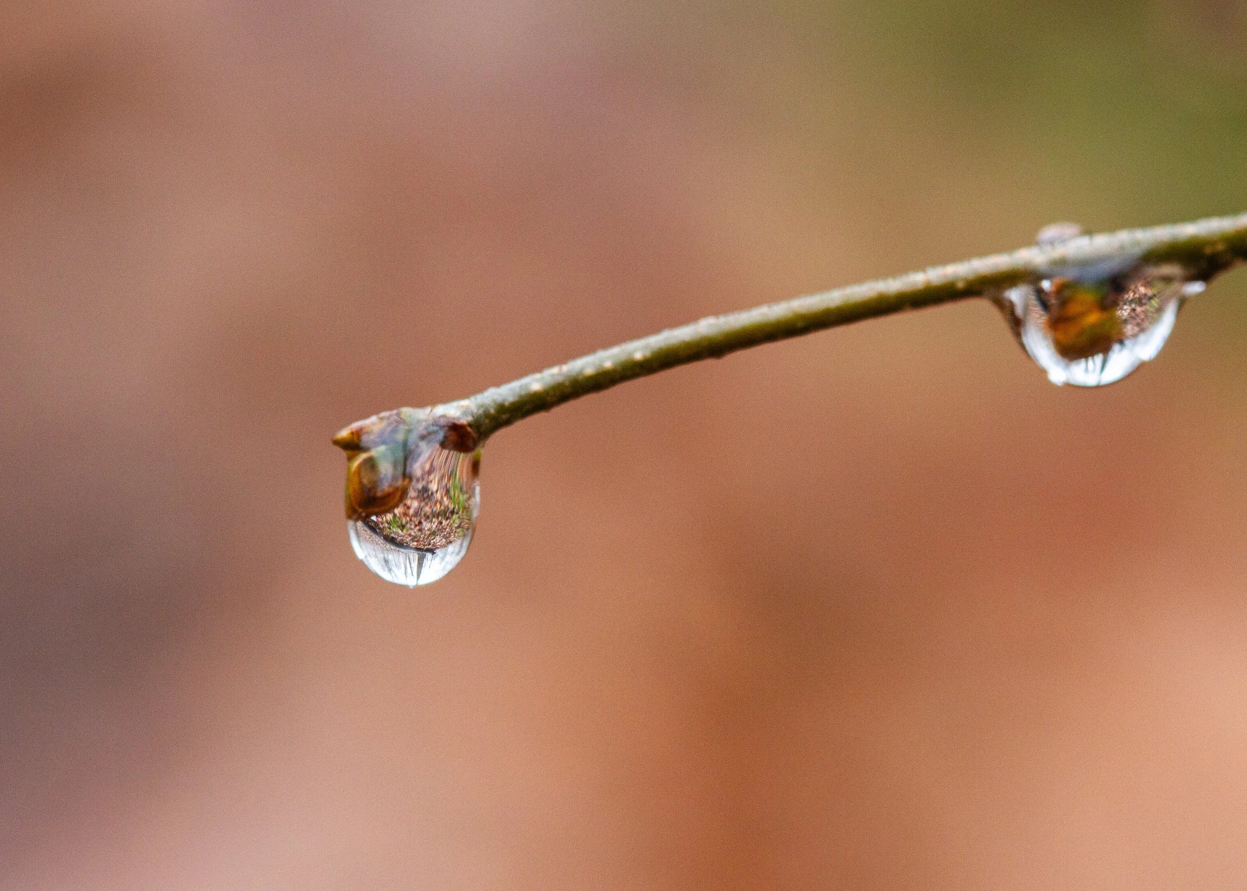 Drop-1.jpg