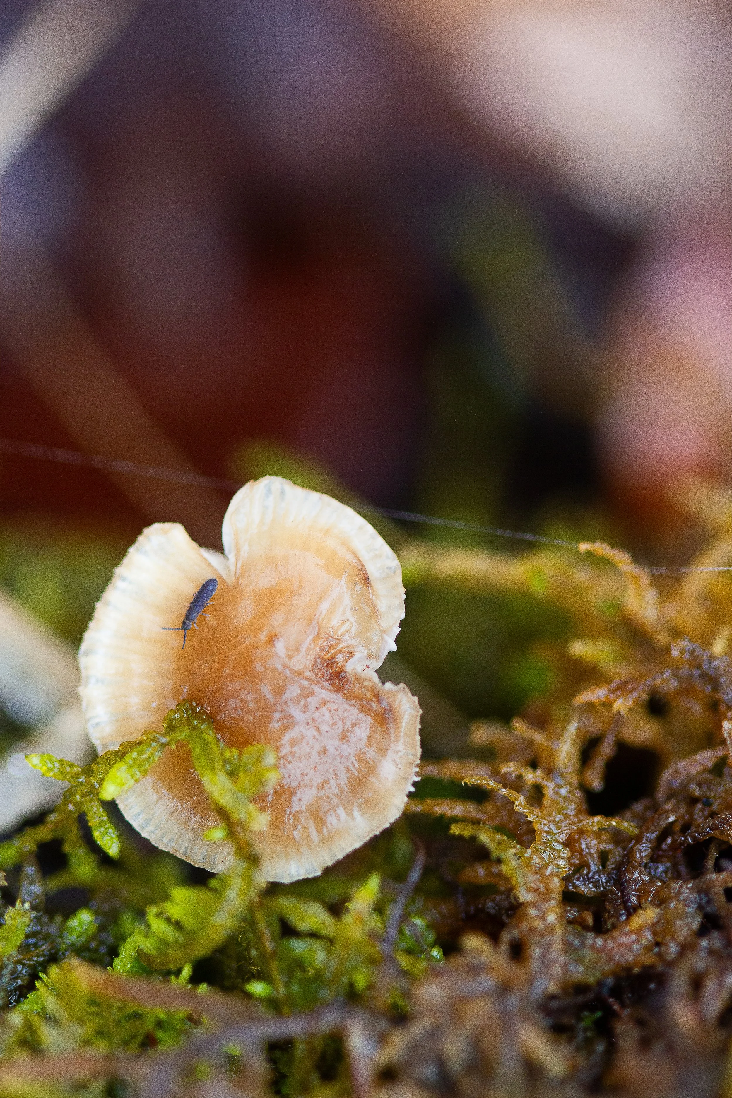 mushroom-1.jpg