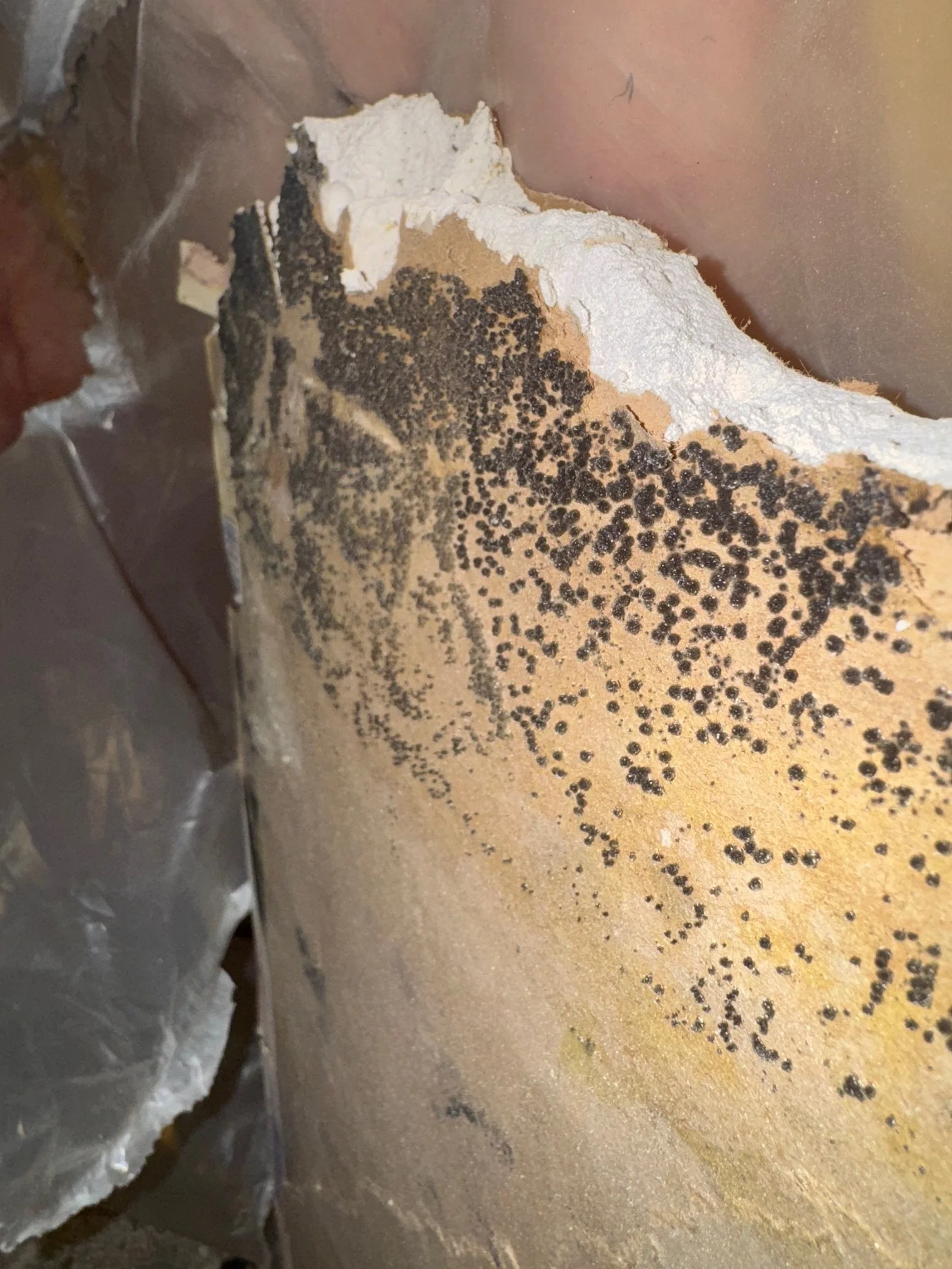 Mold Removal