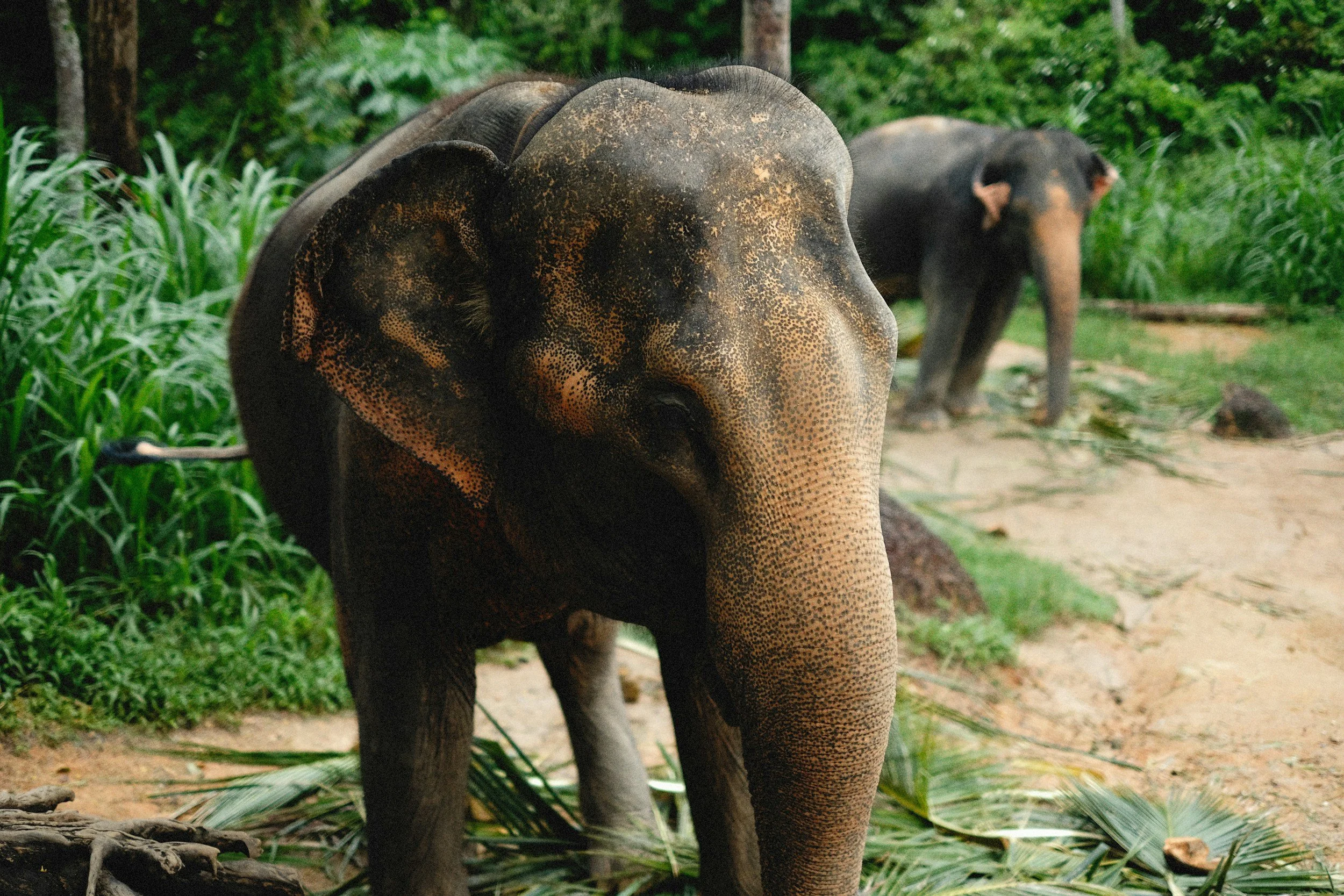 Close-up of a young elephant standing on a dirt path surrounded by lush green vegetation, with a second adult elephant in the background.