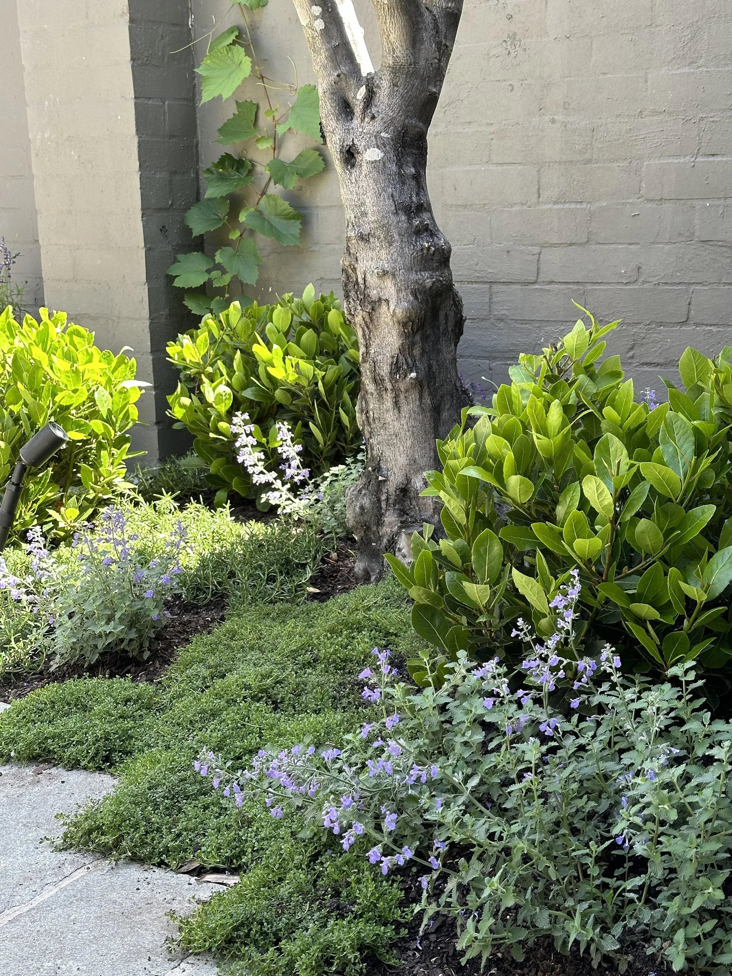 Luke Marshall Landscape Design.webp