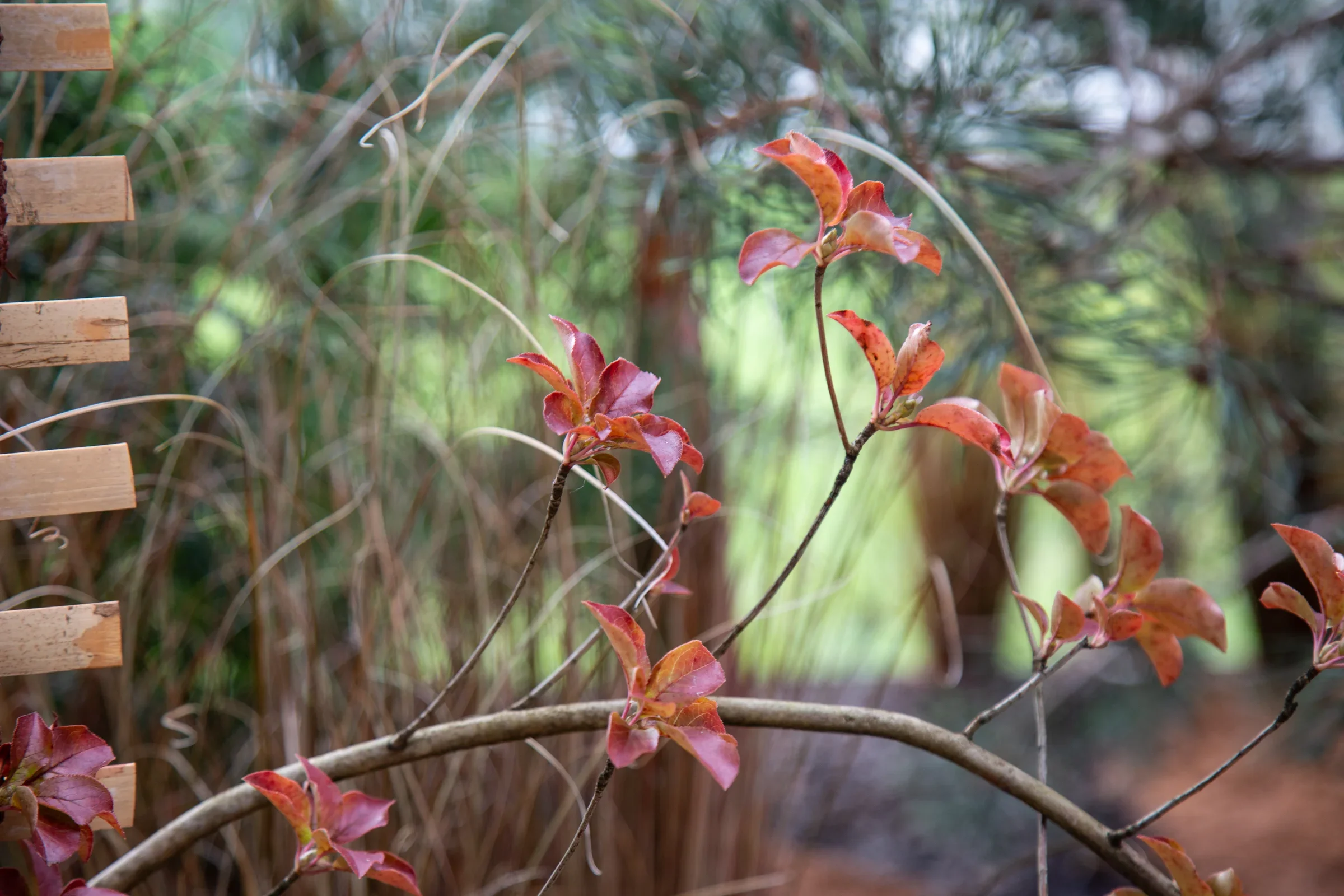 MIFGS_2026_Border Gardens-500.webp