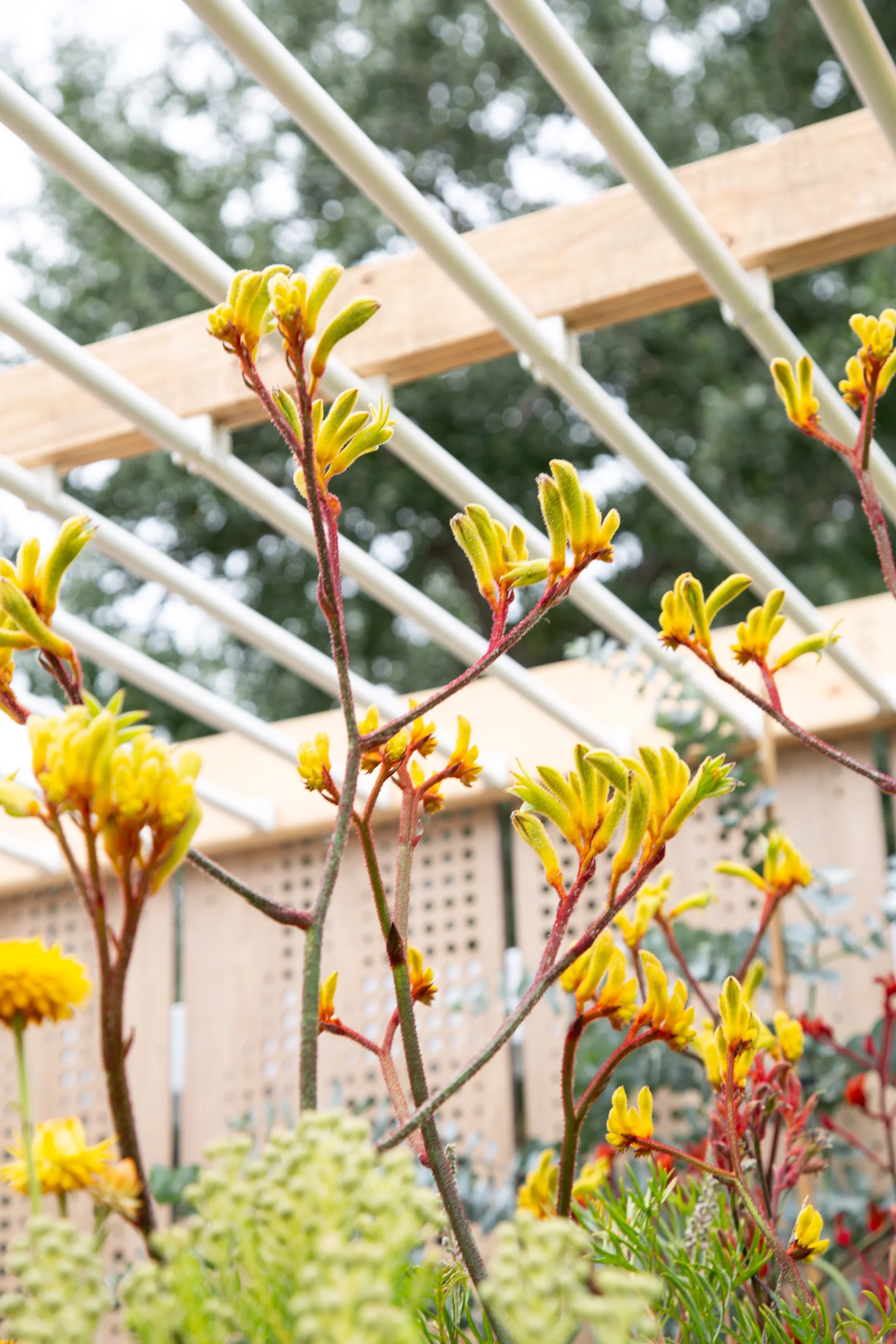 MIFGS_2026_Oasis in the Sky-61.webp