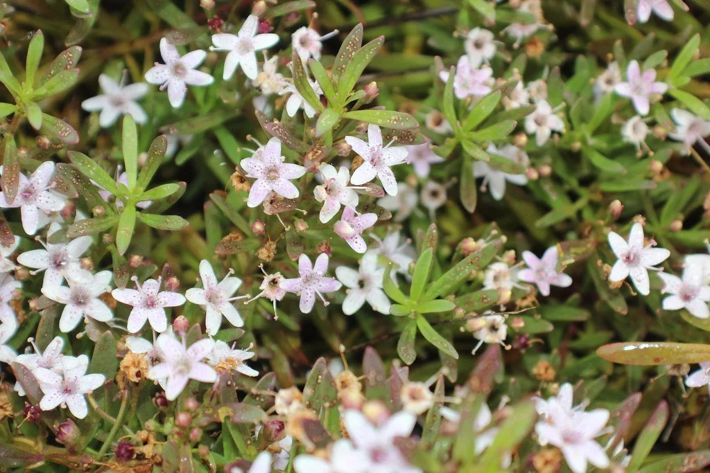 Myoporum parvifolium | Creeping Boobialla