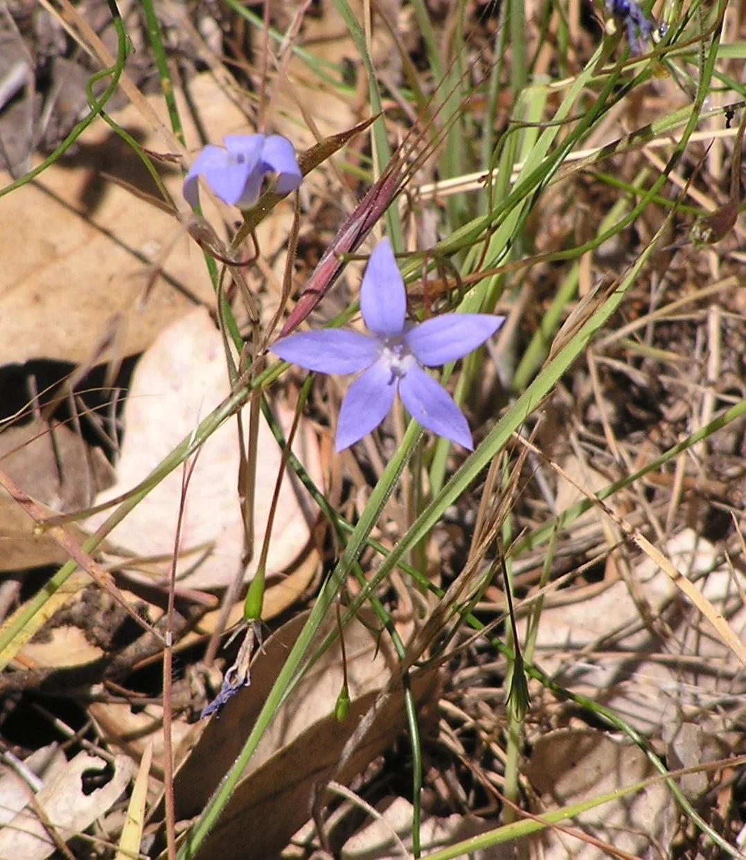 Wahlenbergia stricta / W. gracilis | Tall Bluebell / Australian Bluebell