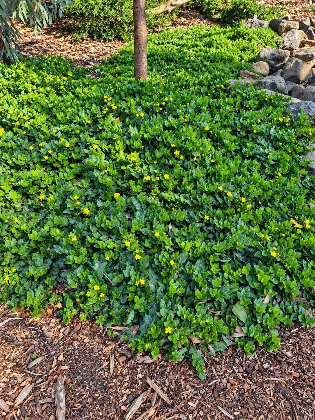 Goodenia ovata | Hop Goodenia
