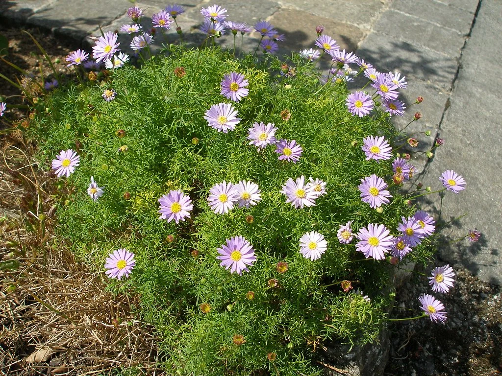 Brachyscome multifida | Cut-leafed Daisy
